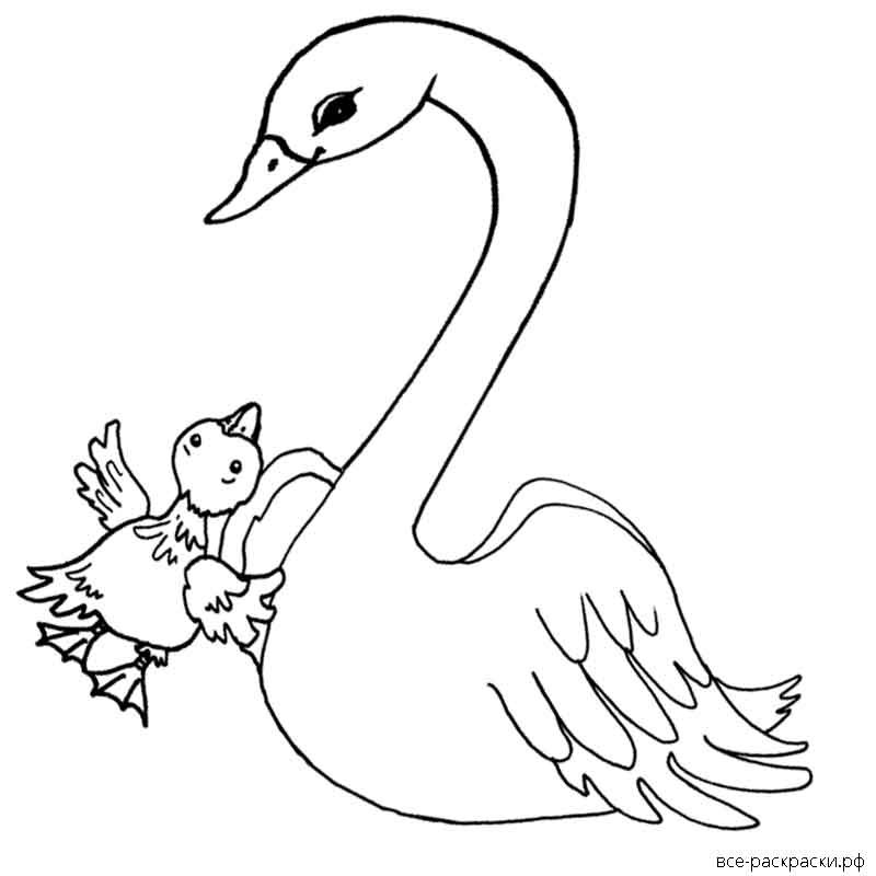 Распечатать картинку лебедь. Лебедь раскраска. Лебедь раскраска для детей. Малый лебедь раскраска. Раскраска лебедь с лебедятами.