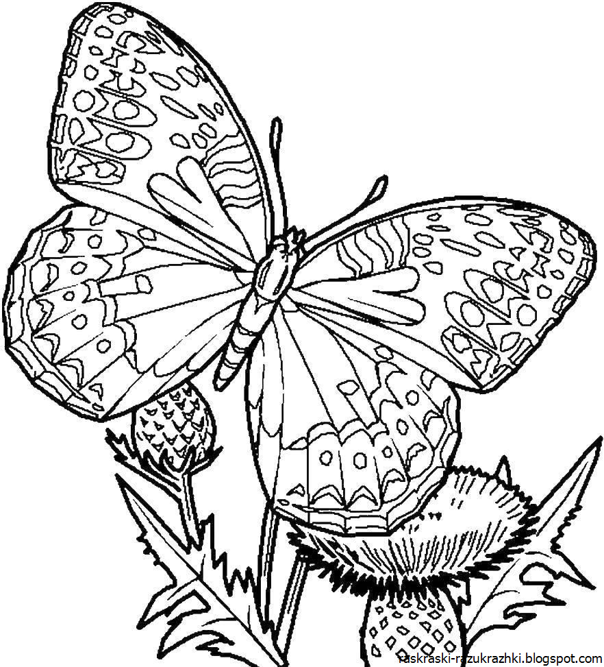 Рисунки для 7 лет. Раскраска "бабочки". Бабочка раскраска для детей. Раскраски для девочек бабочки. Насекомые. Раскраска.