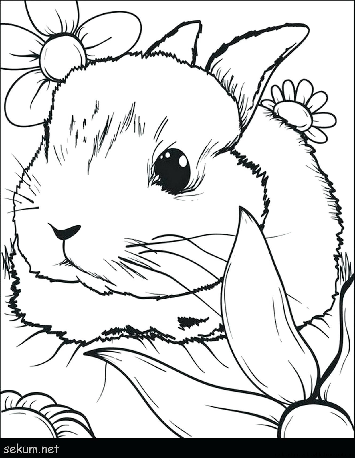 Раскраска для девочек зайчики. Кролик раскраска. Раскраски для девочек животные. Раскраска зайчик. Раскраска милый кролик.