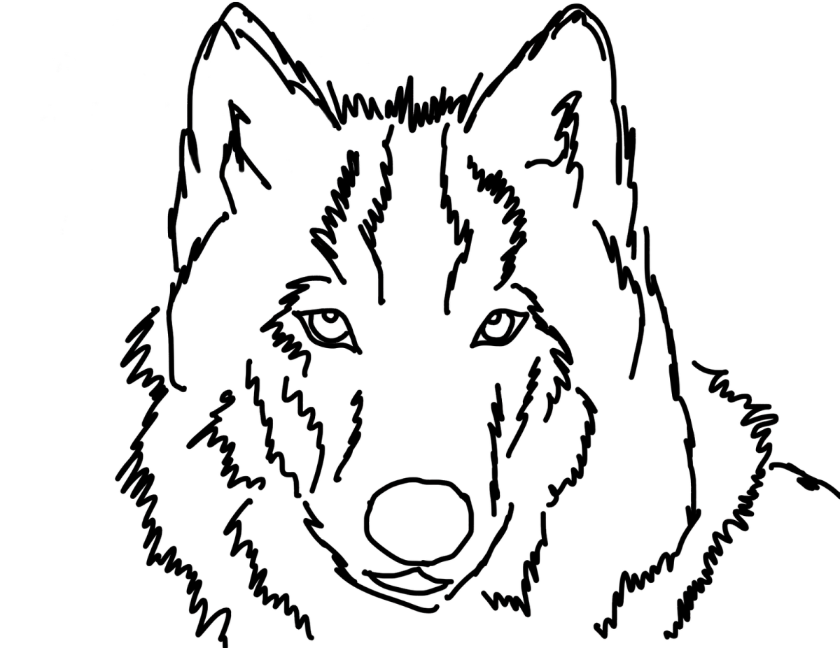 Раскраска волк. Волк картинка раскраска. Волк раскраска для детей. Волк контурный рисунок.