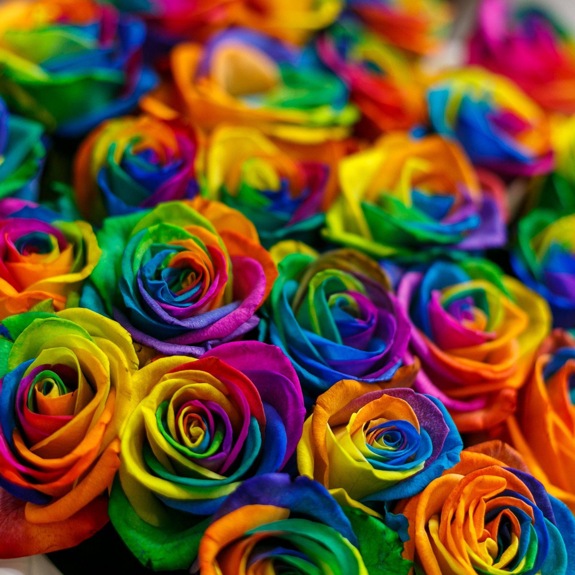 Радужных друзей радужных друзей хороших. Разноцветные цветы. Разноцветные розы.