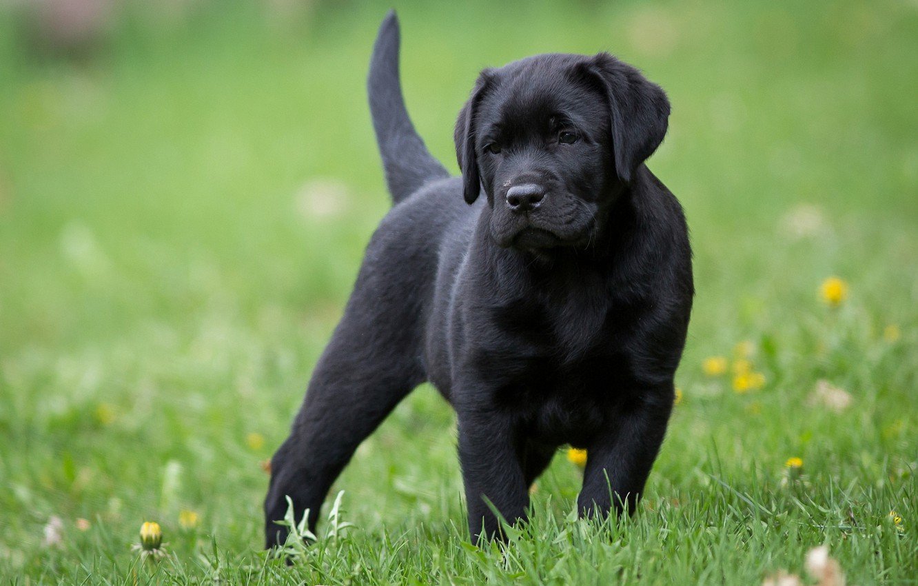 фотография черного щенка