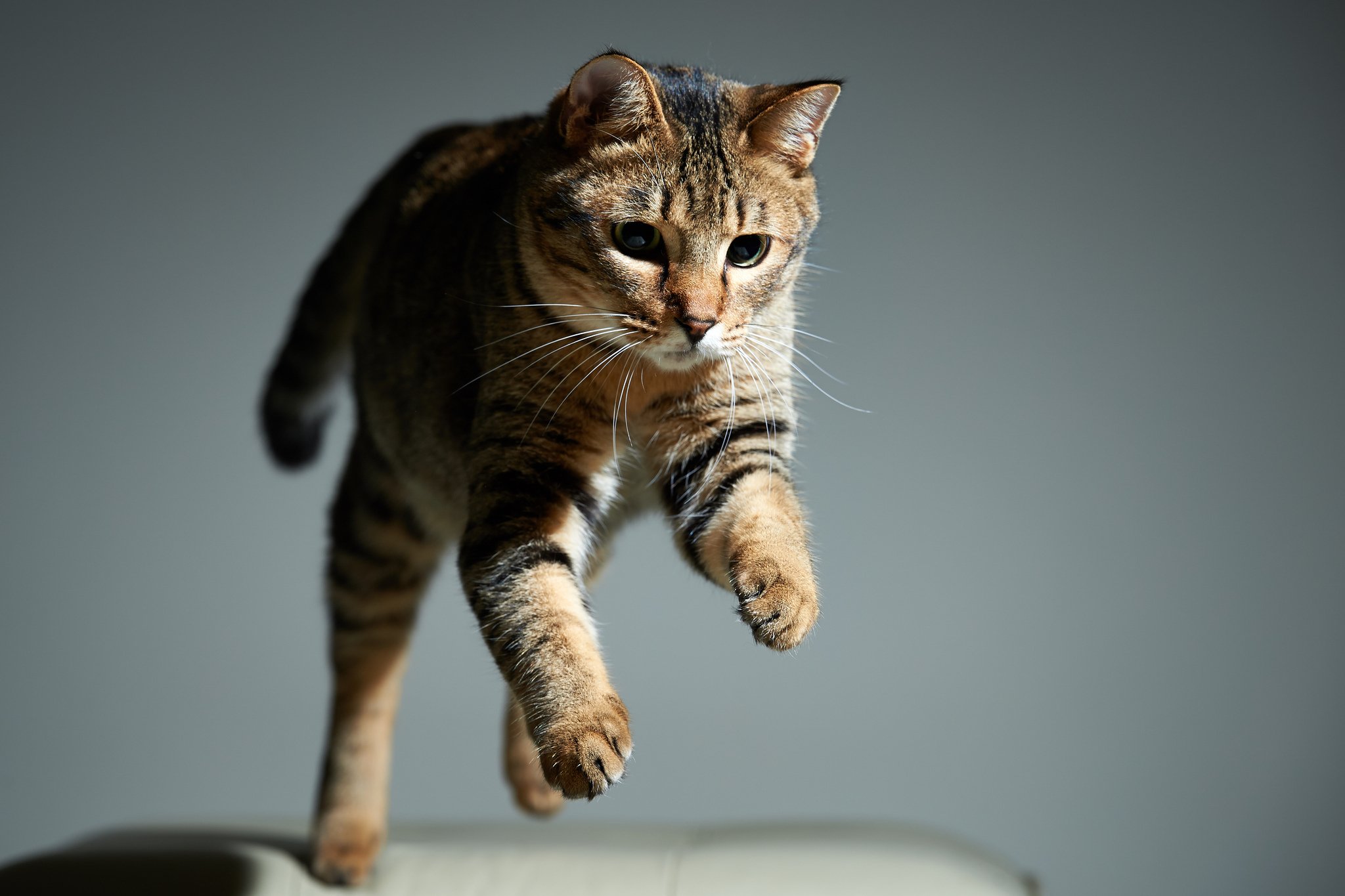 Кошка. Кошка прыгает. Интересные кошки. Фото кота.