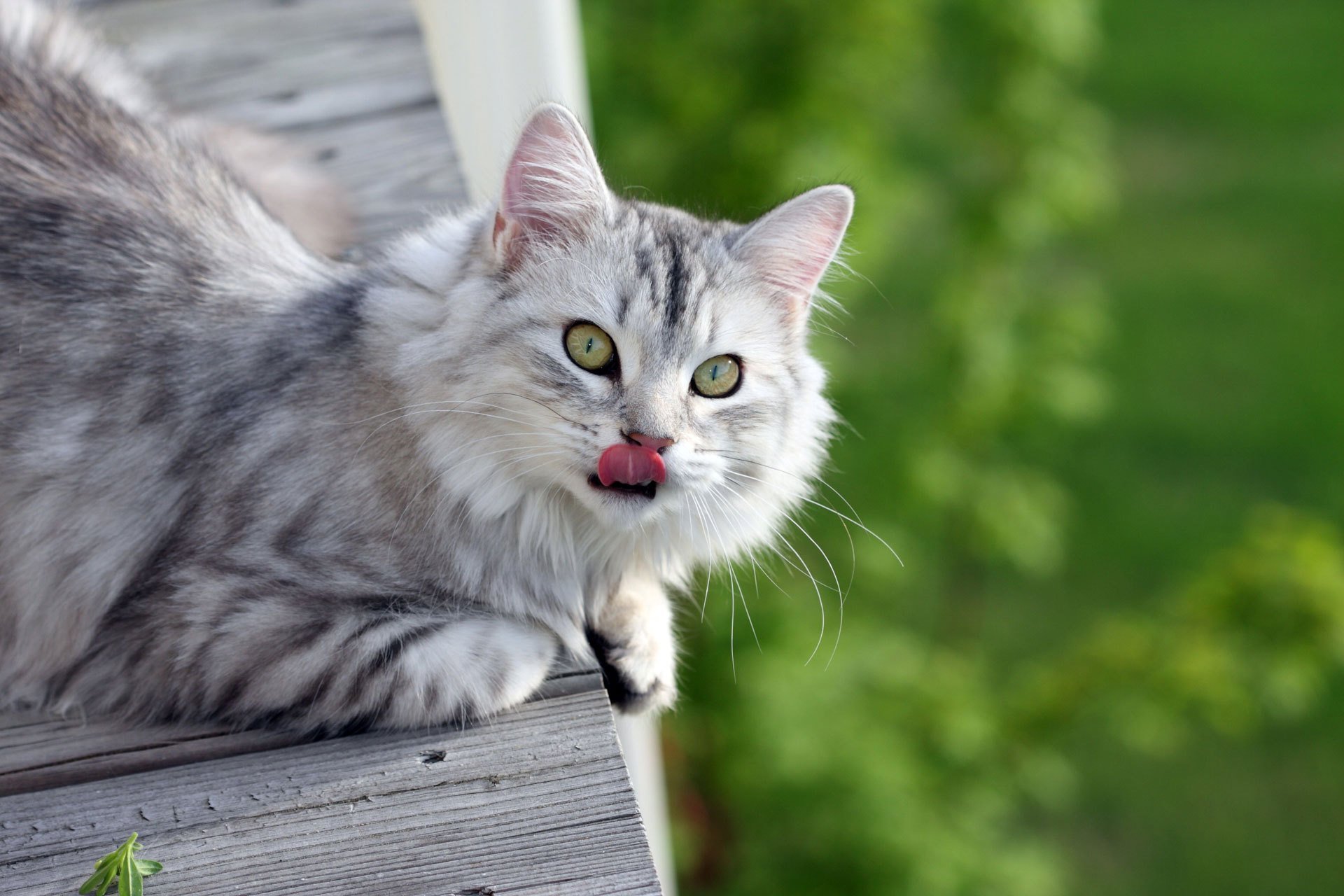 Кошка. Красивые коты. Серая пушистая кошка. Красивый кот. Картинка cat net