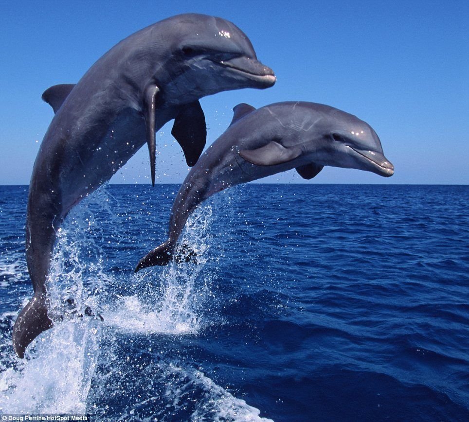 красное море дельфины