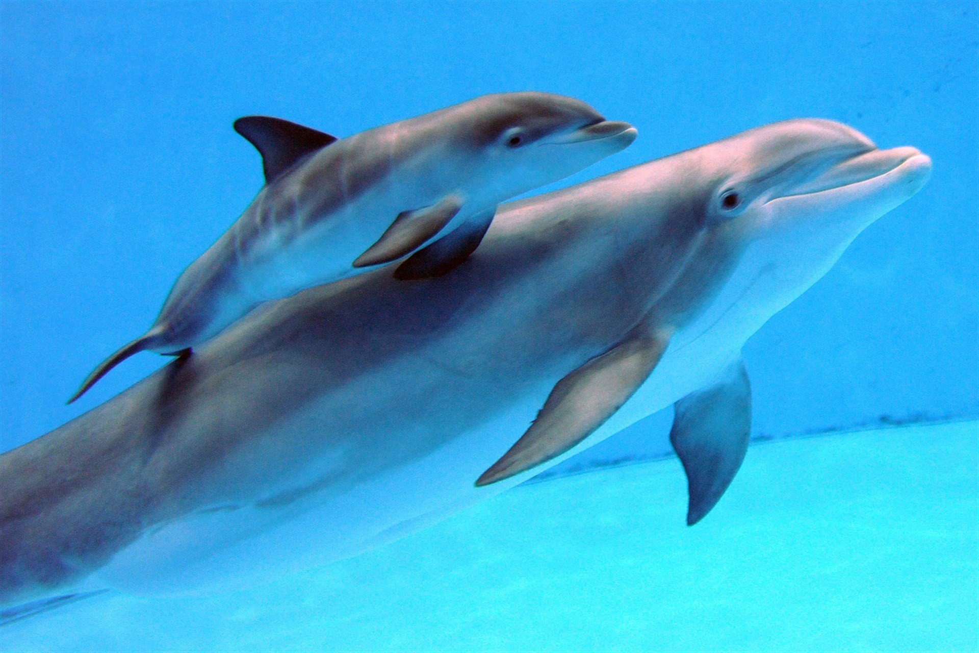 Дельфины живут лет. Черноморская Афалина. Дельфины афалины. Дельфин Афалина Черноморская. Дельфинята Черноморской афалины.