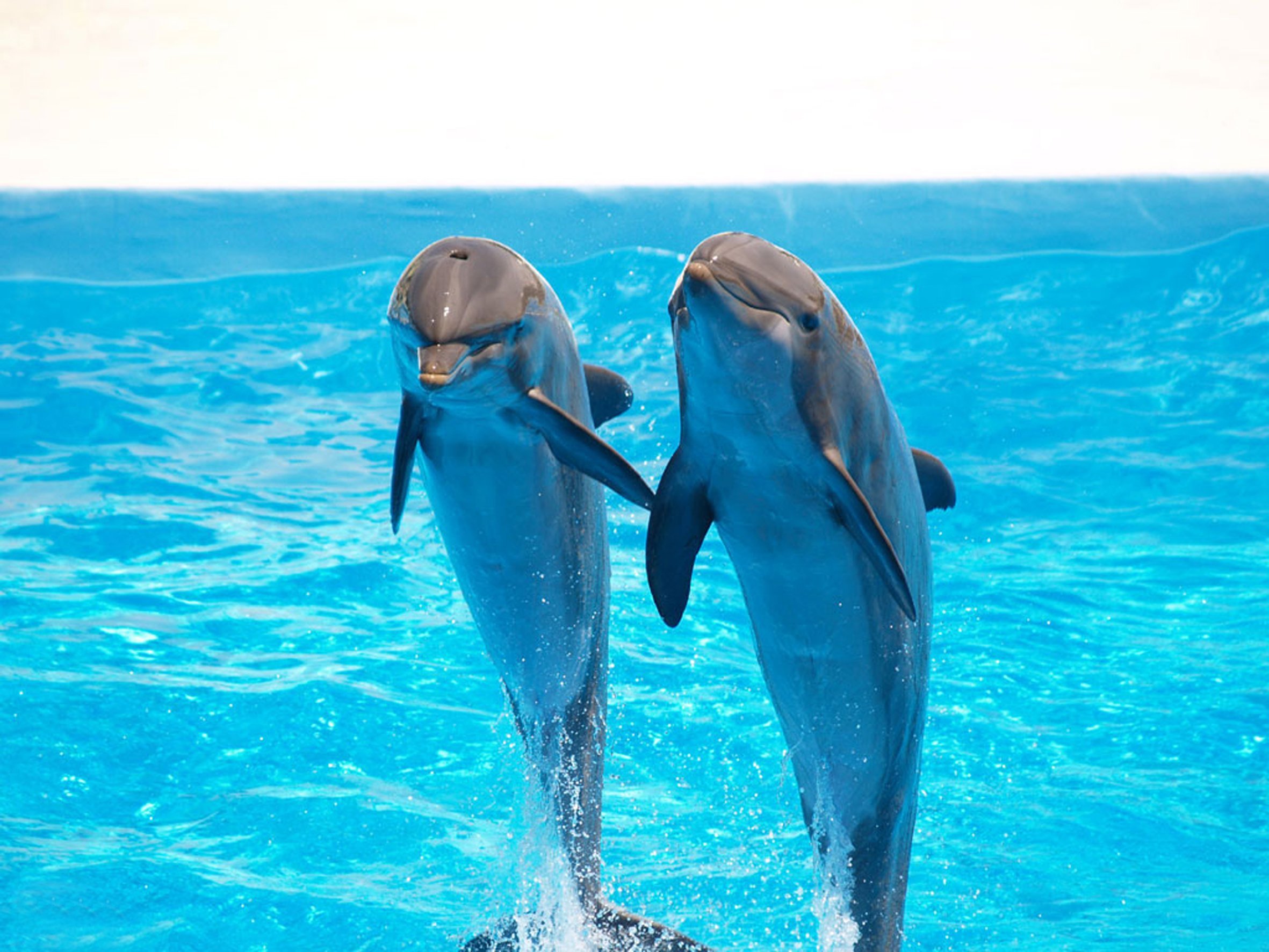 море с дельфинами картинки