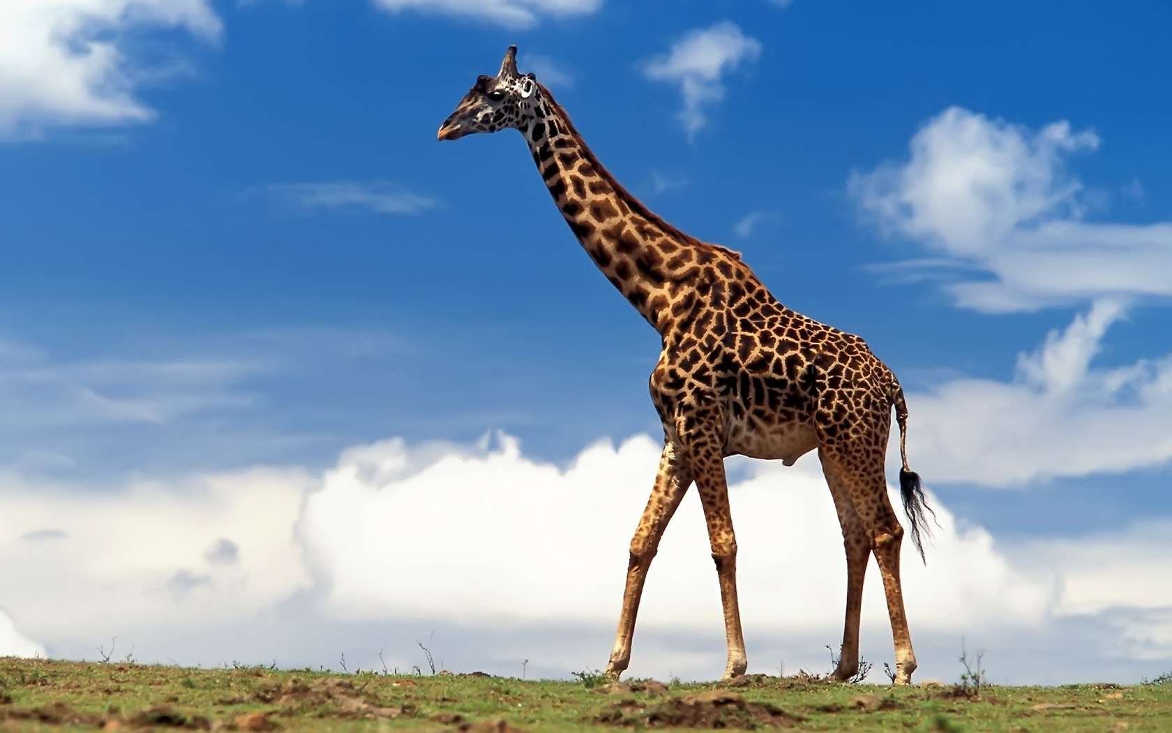 А у жирафа шея длинная