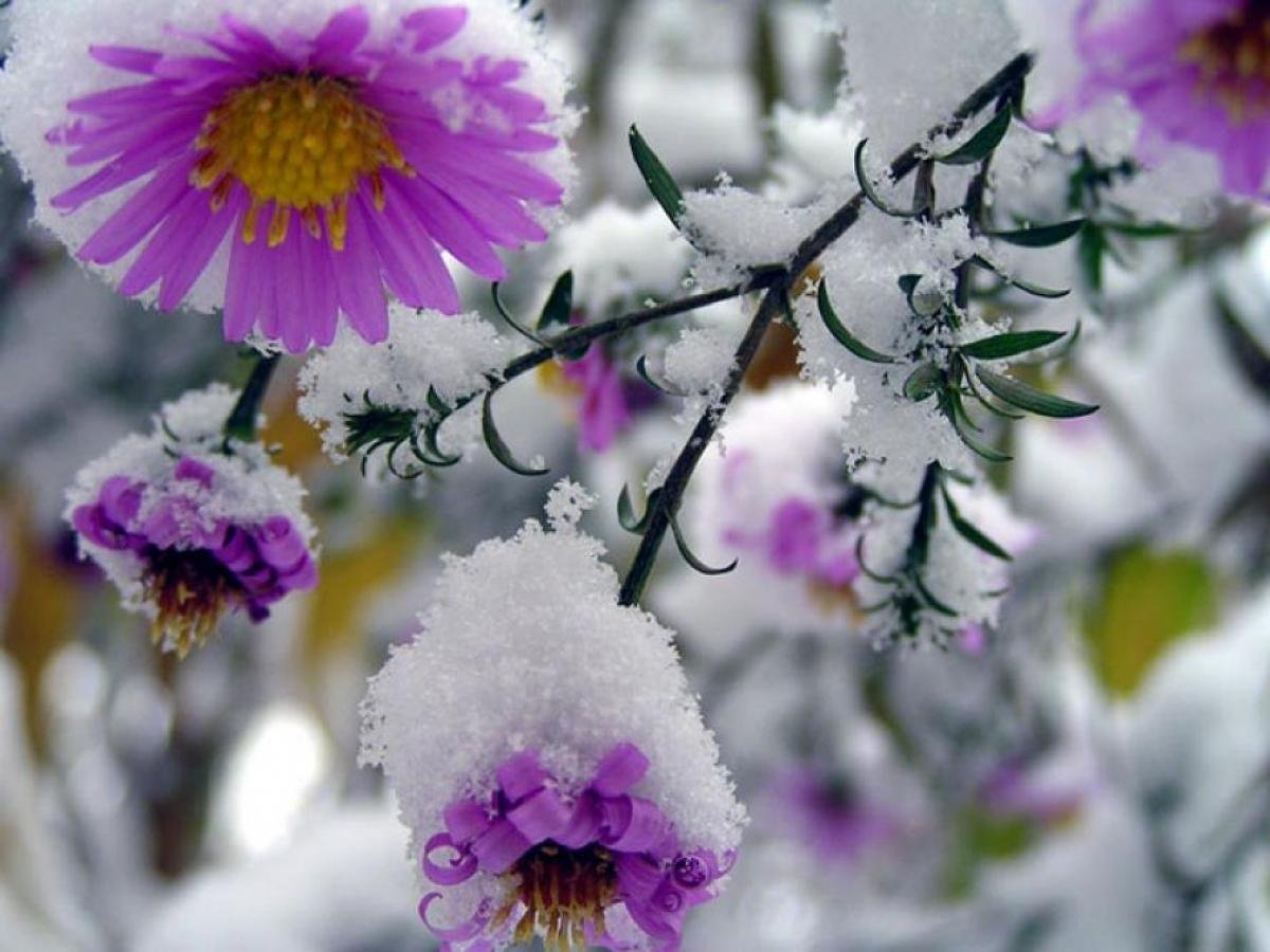 Цветок зима красивая. Зимние цветы. Цветы в снегу. Цветы зимой. Цветы под снегом.