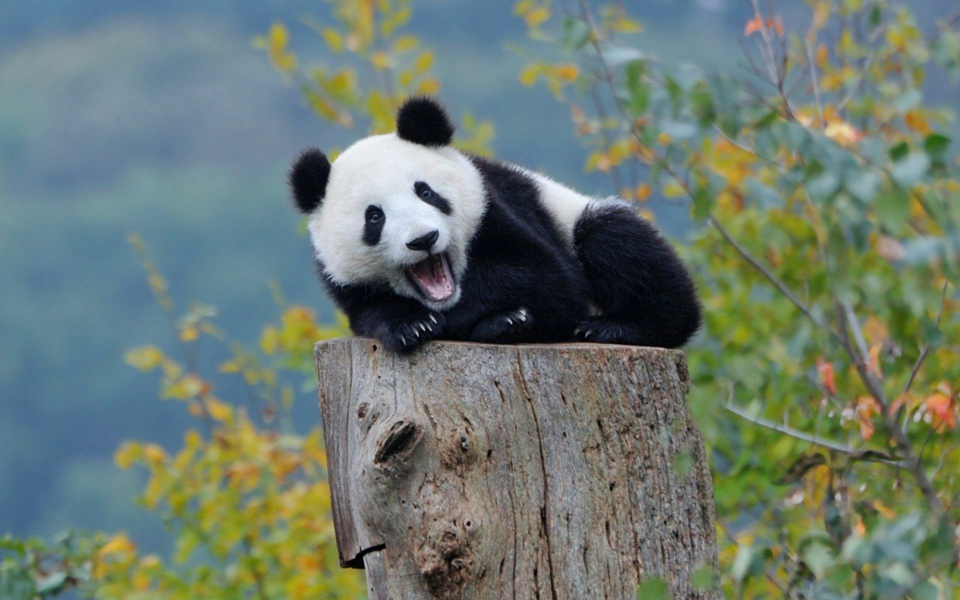 розовая панда фото
