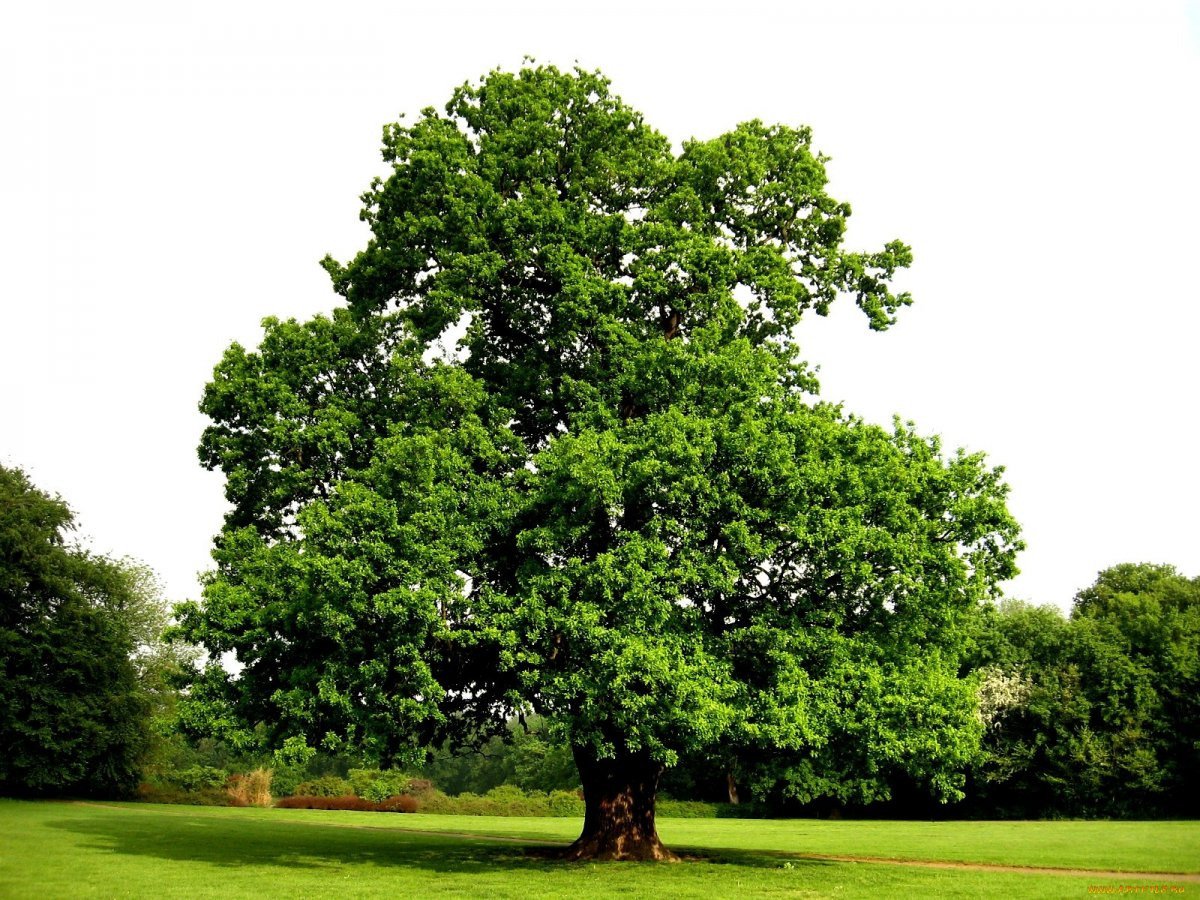Дерево кипел. Дуб черешчатый (Quercus Robur). Дуб черешчатый «pectinata». Дуб черешчатый пектината. Дуб черешчатый крона.