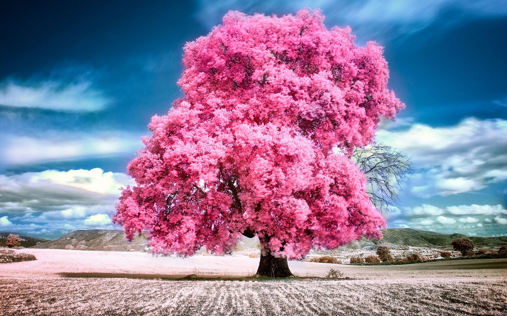 розовое дерево бразилия