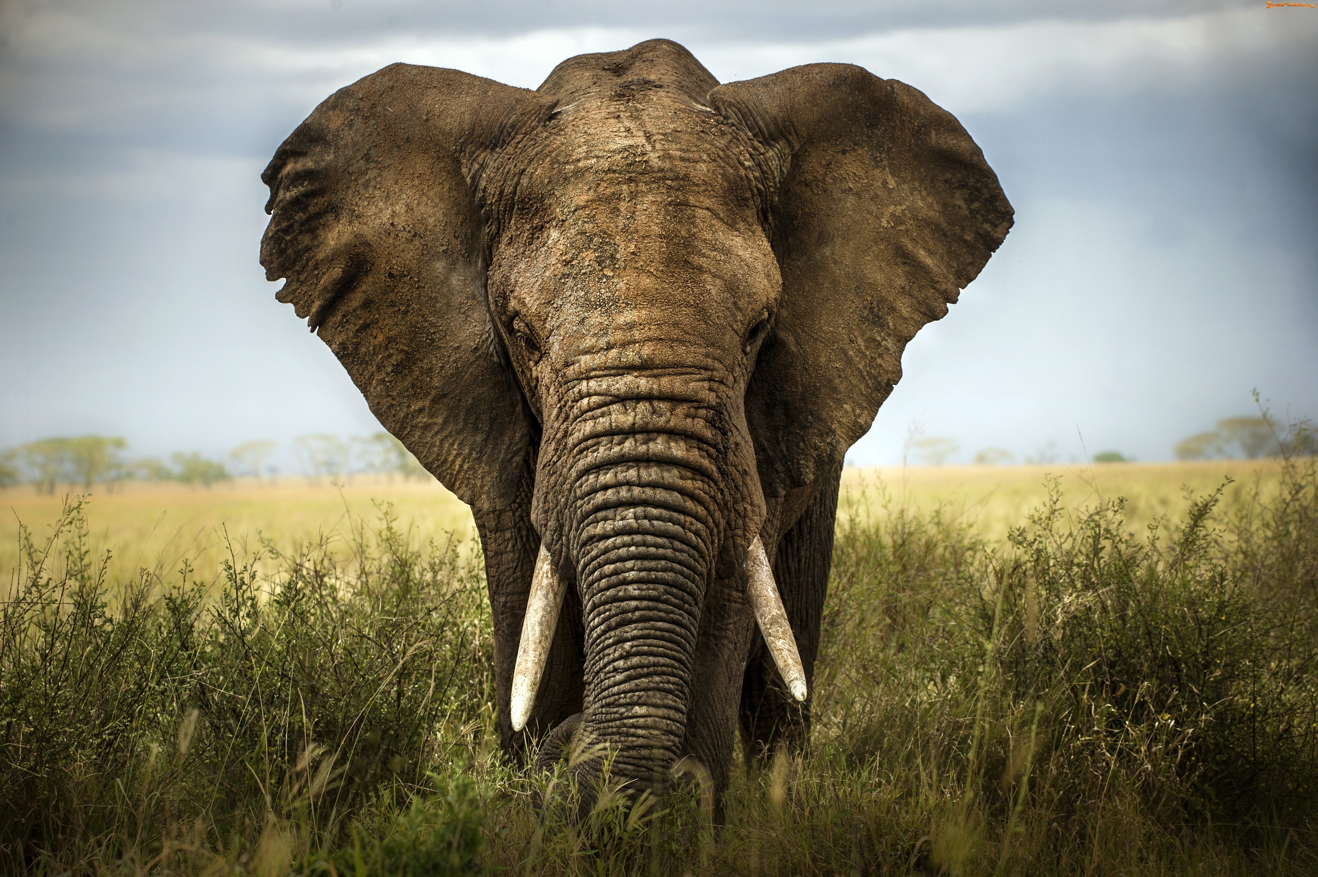 Внешний вид слонов. Саванный слон. Саванный Африканский слон Африки. Саванновый Африканский слон. 4. Африканский саванный слон.