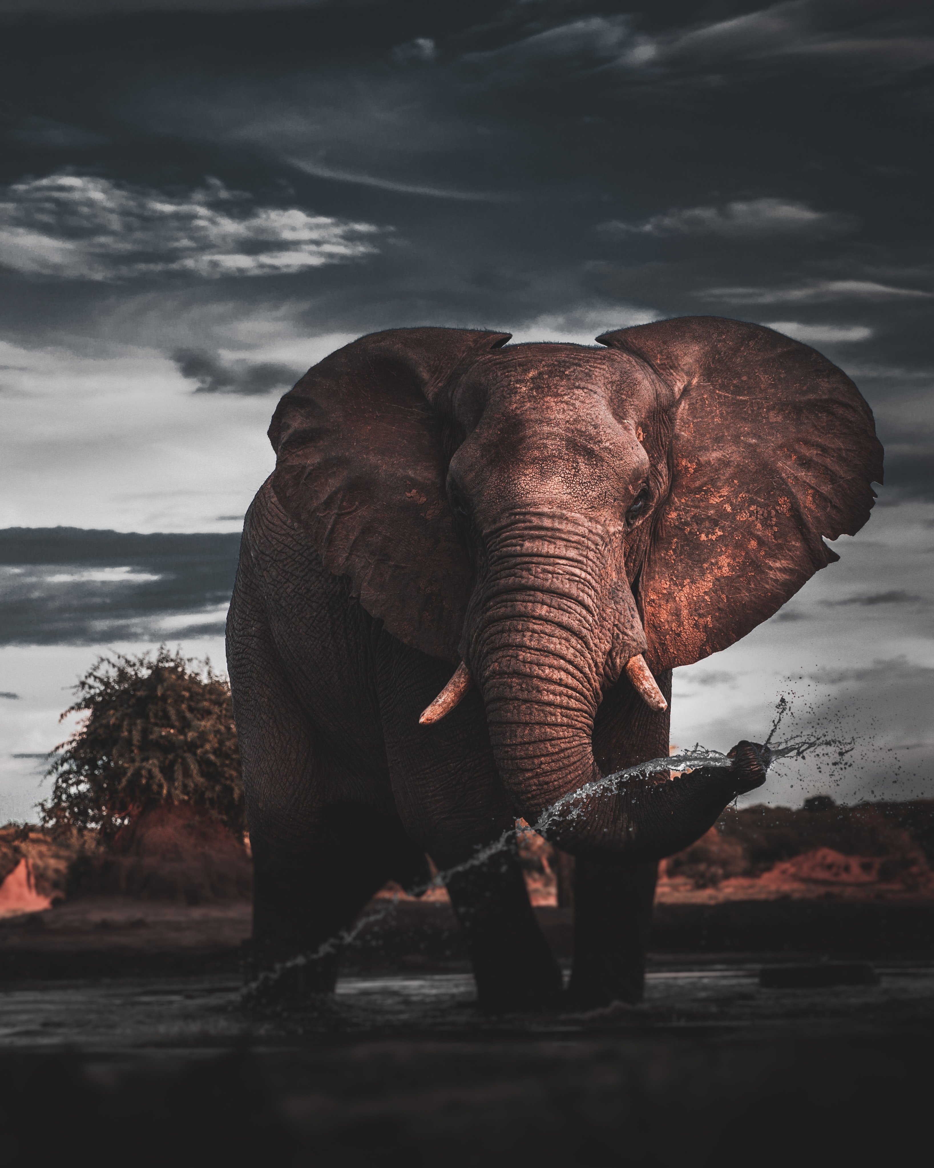 Слон. Летающие слоны. Красивый слон. Изображение слона.