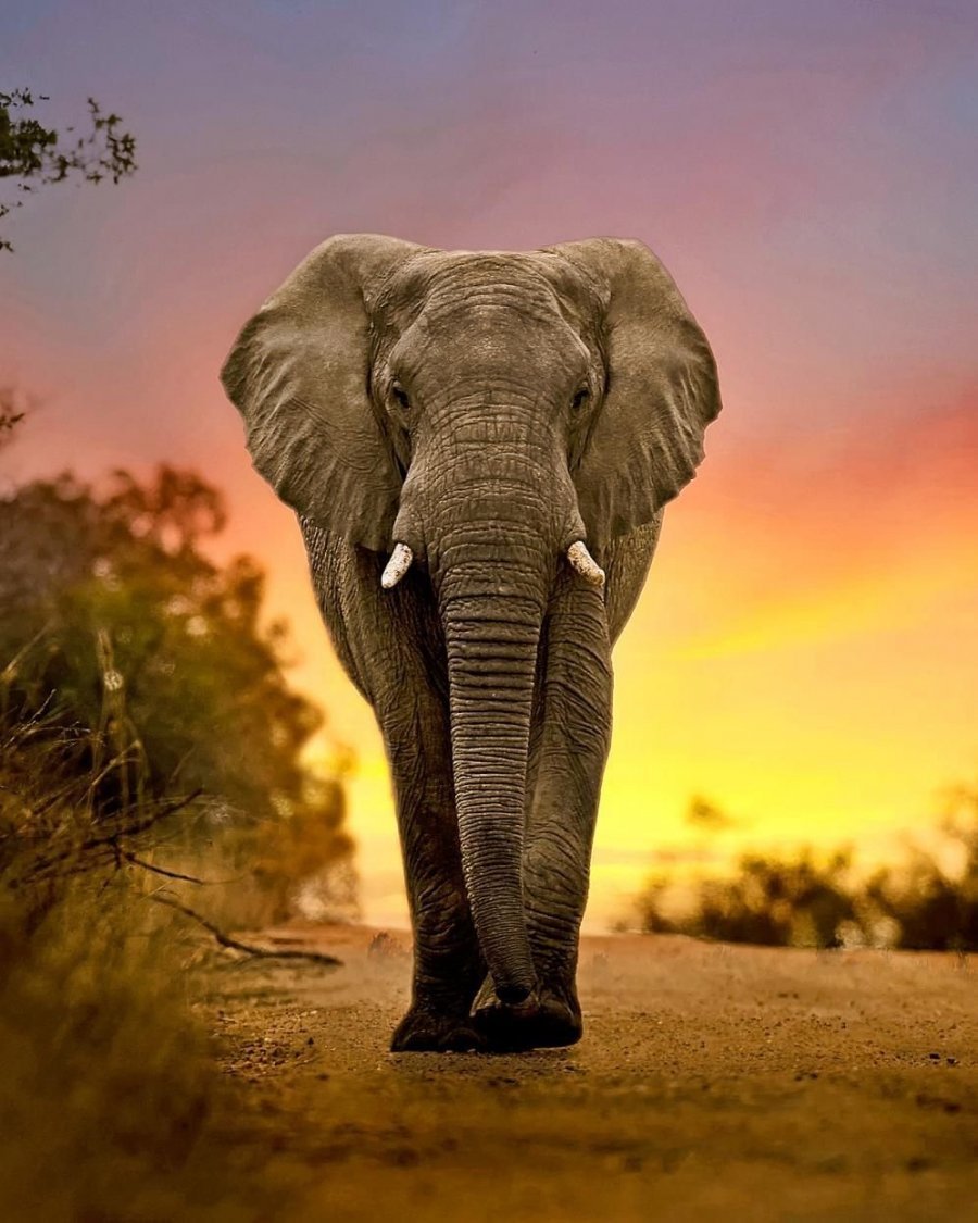 Саванный слон. Саванный Африканский слон Африки. Африканский саванный слон. Красивый слон.
