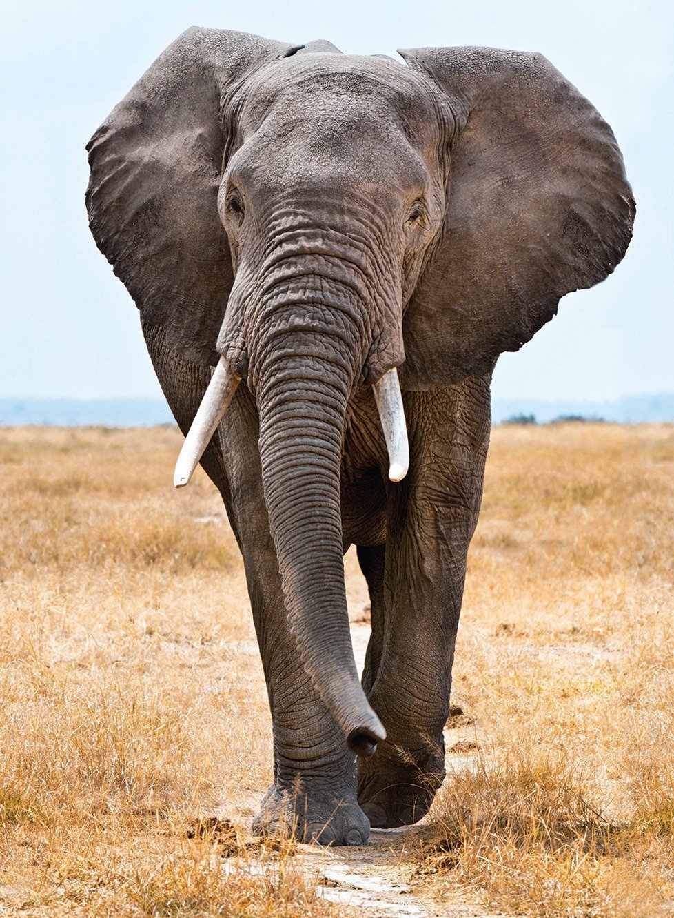 Слон elephant. Саванный слон. Африканский саванный слон. Африканский Элефант слон. Н Л О.