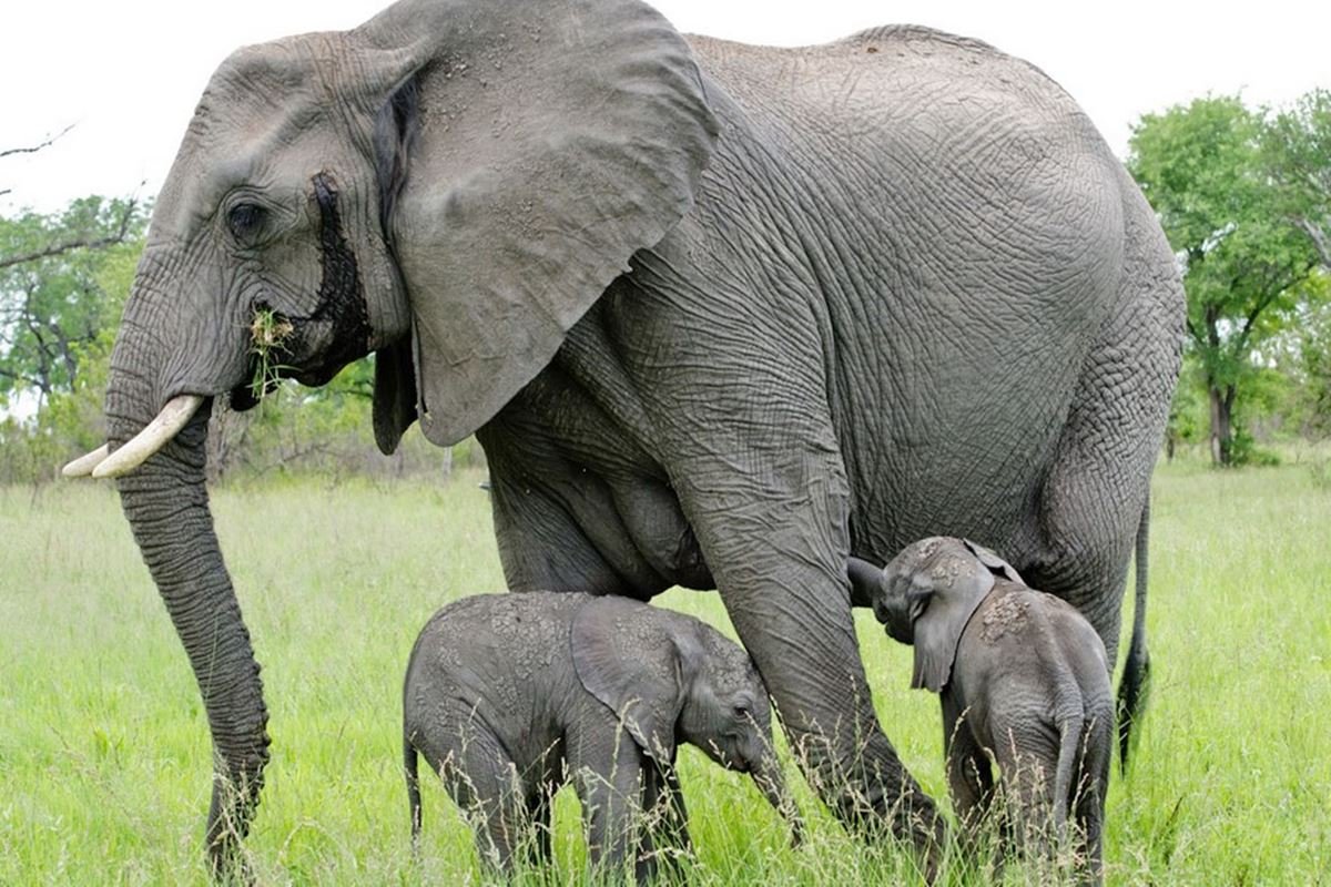 Что такое слон. Слон. Африканский слон. Африканский Слоненок. Красивый слон.