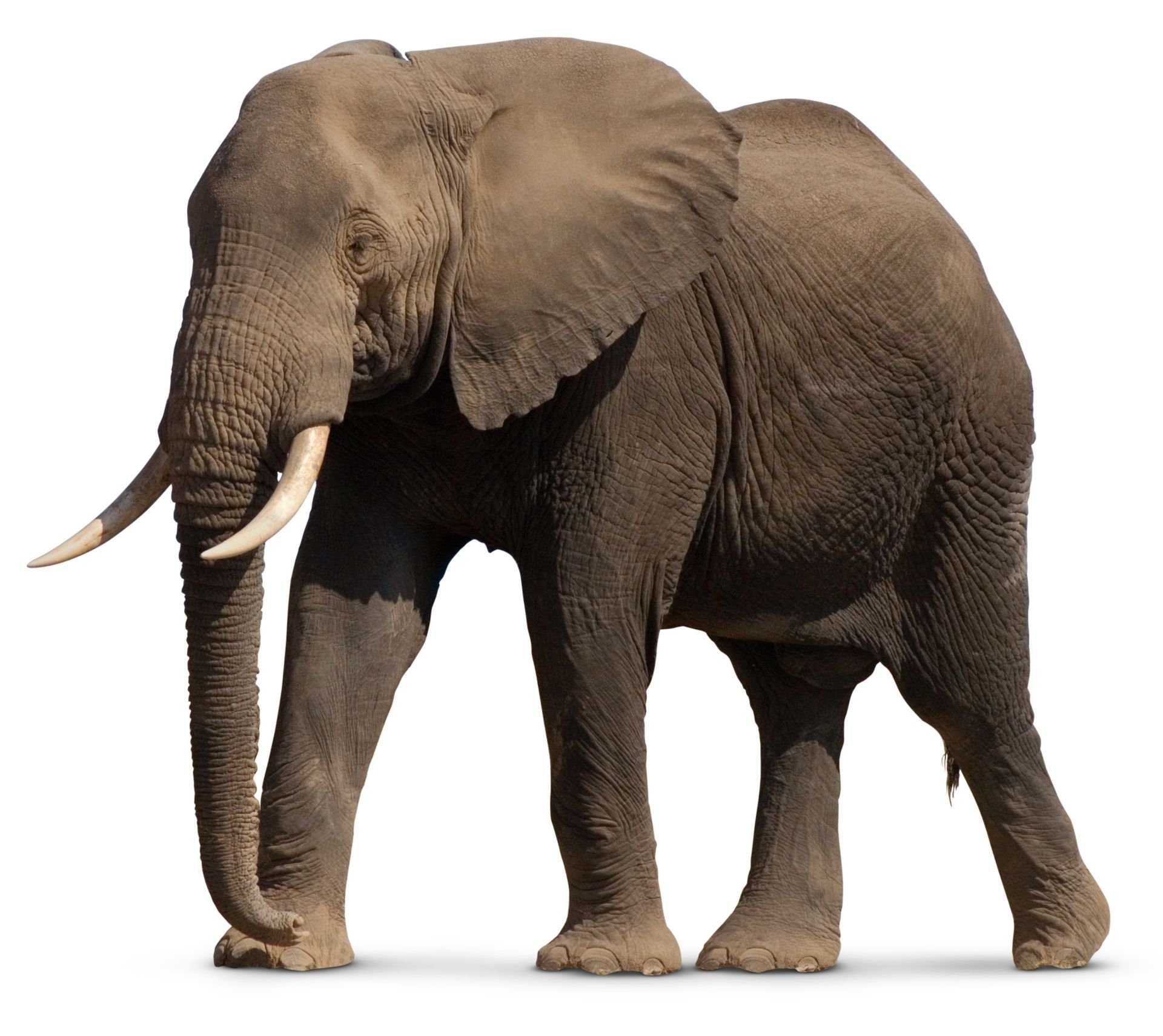 Слон. Слон на белом фоне. Африканский слон. Слон на прозрачном фоне.