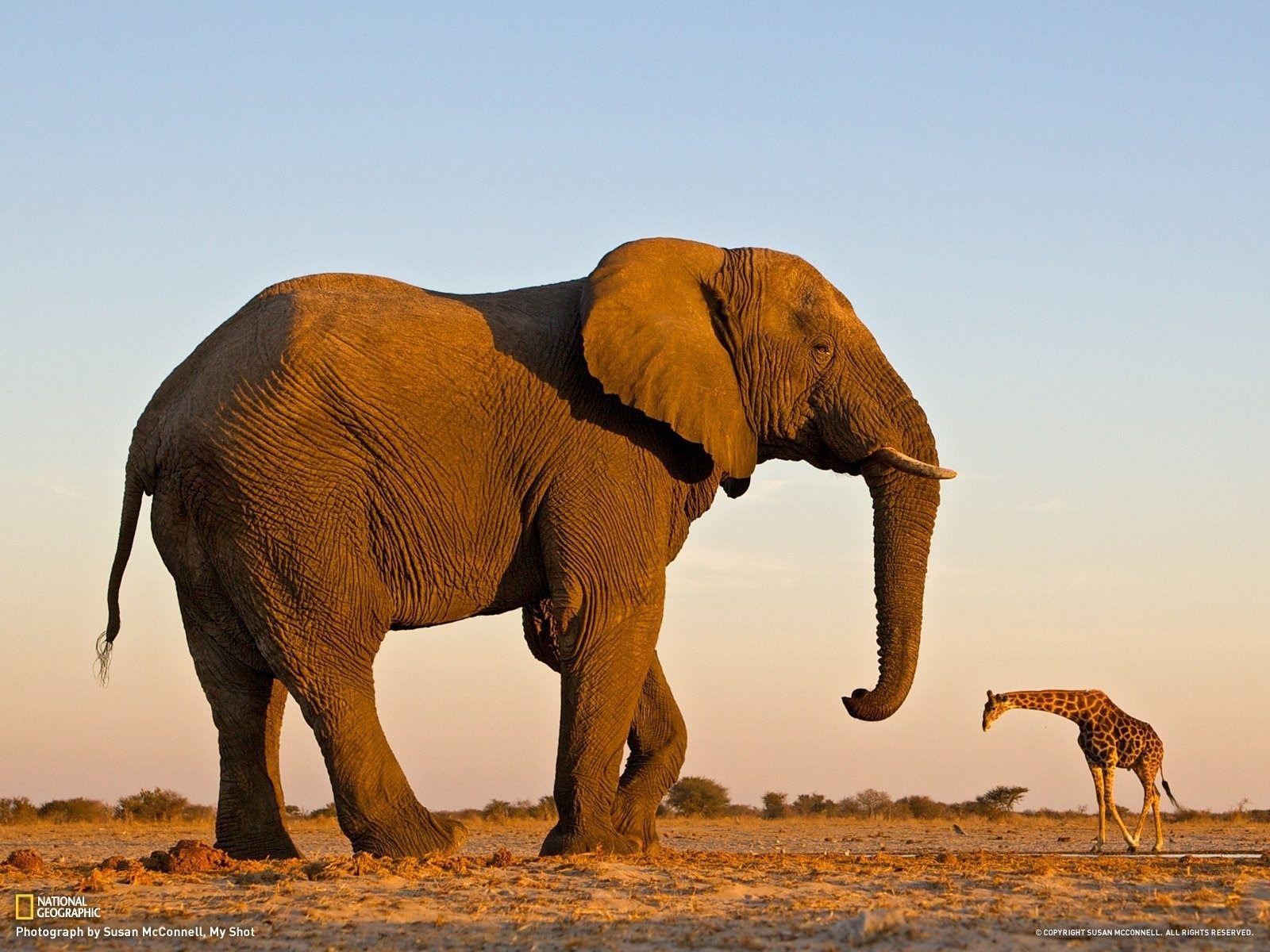 Слоны какой слон крупнее. Африканский саванский слон. Одомашненный Африканский слон. Слон Йоси самый большой. Саванный Африканский слон Африки.
