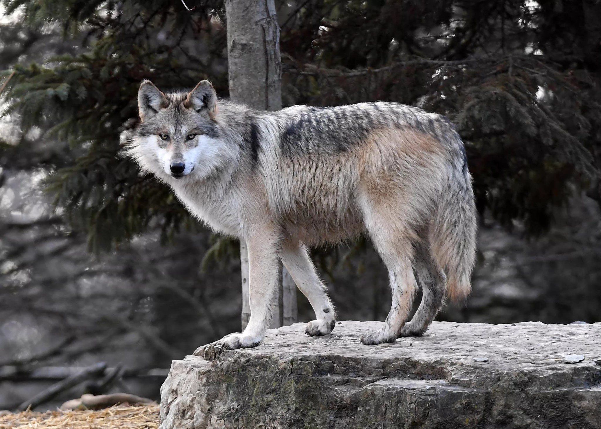 фотография животного волка