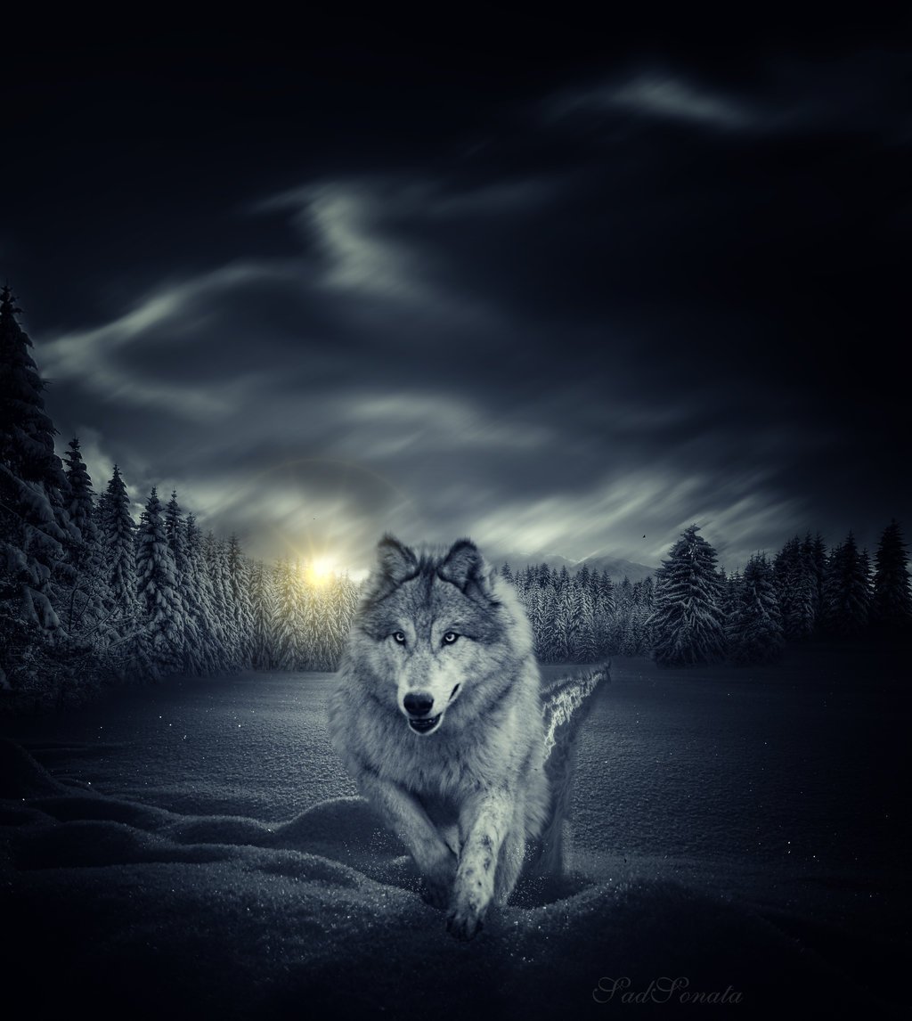 картинки волков сильных