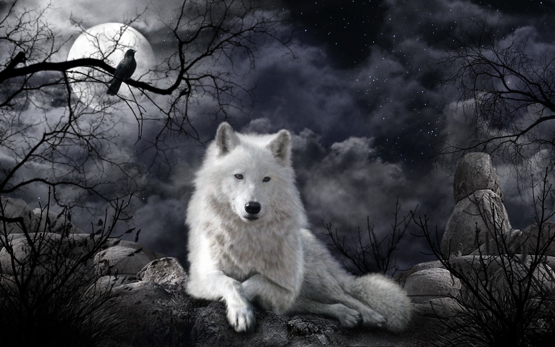 Волк картинки на рабочий. Красивый волк. Волк в ночи. Волк одиночка. Волк и Луна.