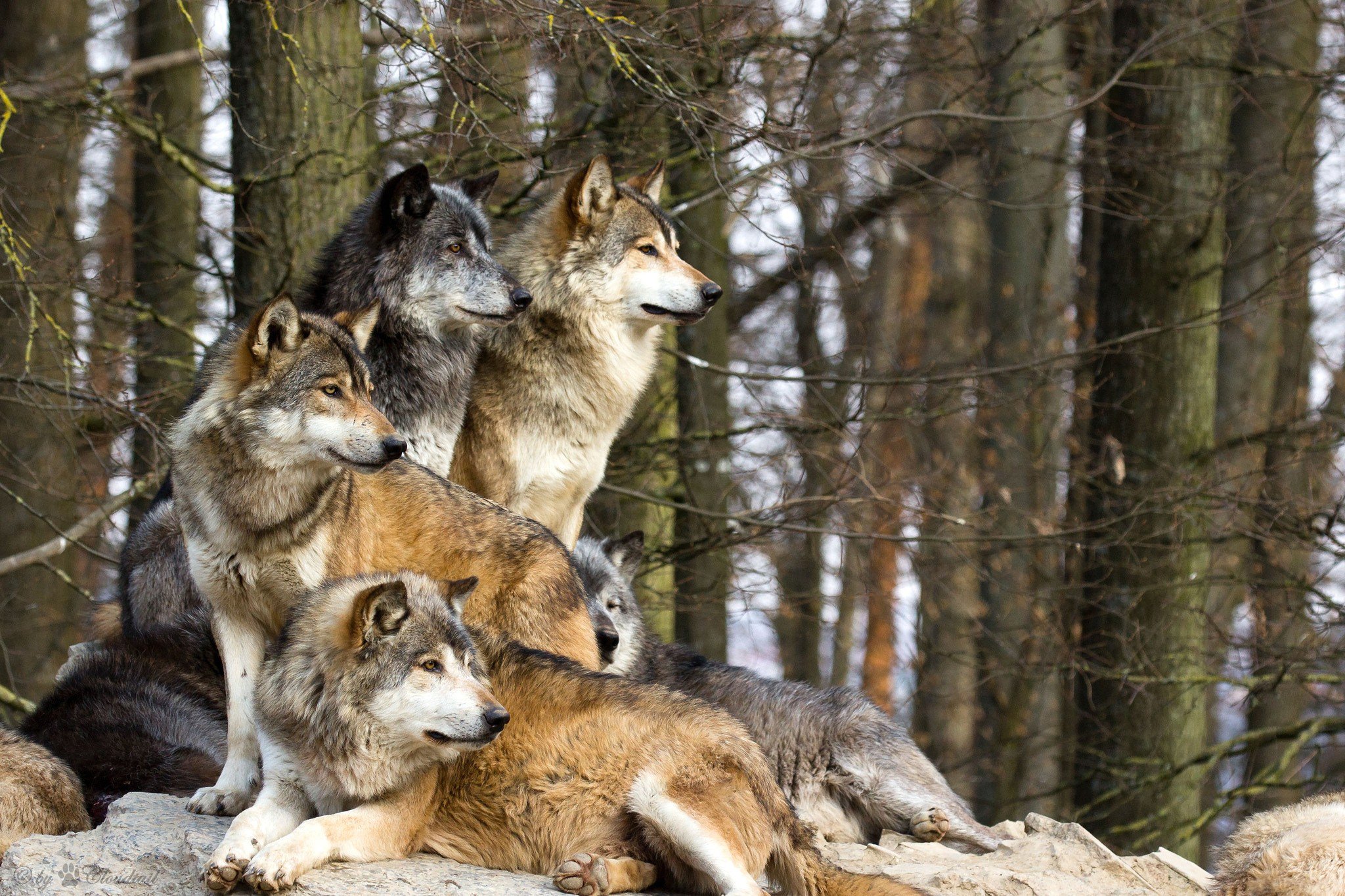 фото реальных волков