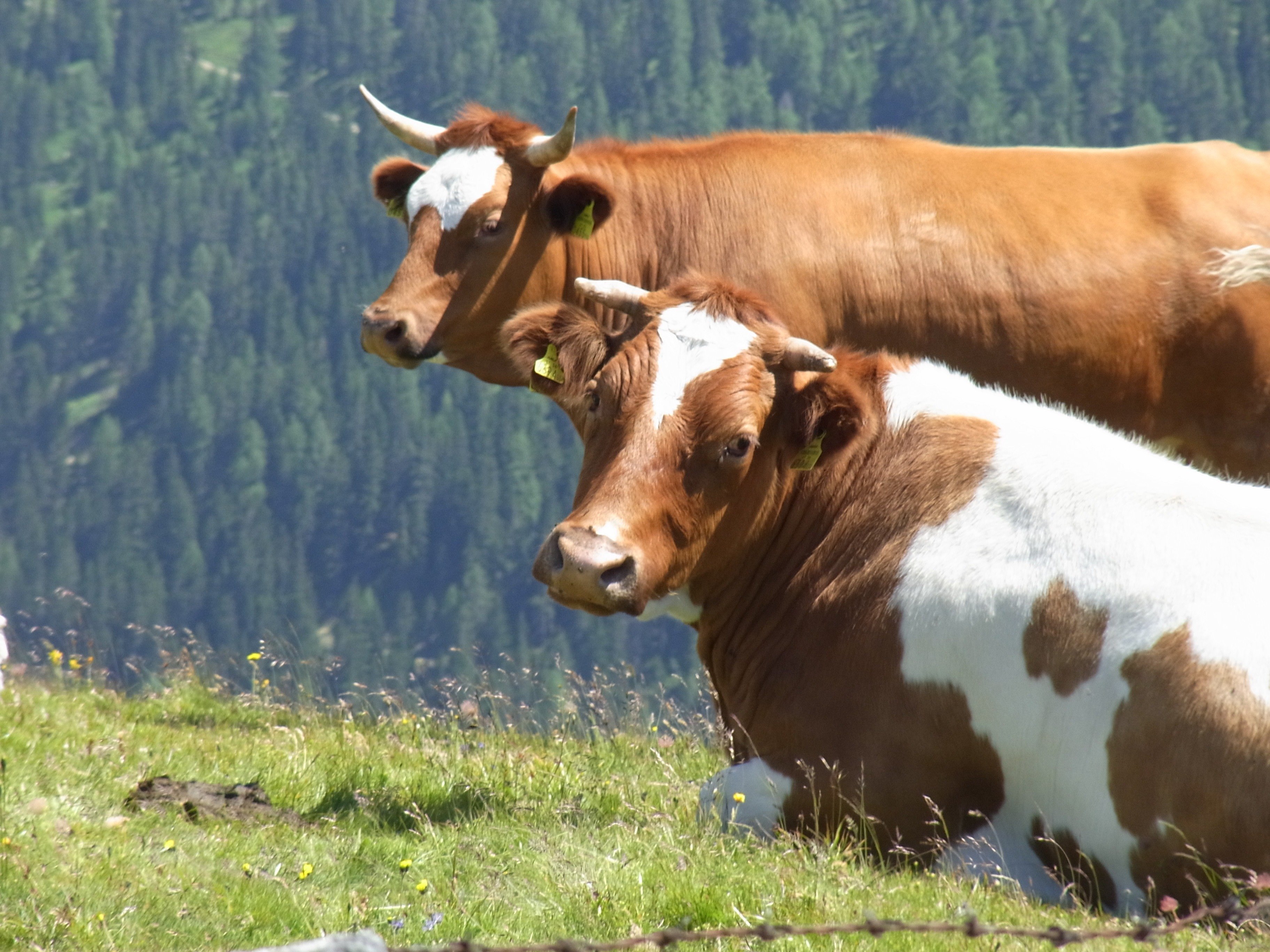 Быки и телки. Корова. Красивая корова. Животные корова. Крупно-рогатый скот.
