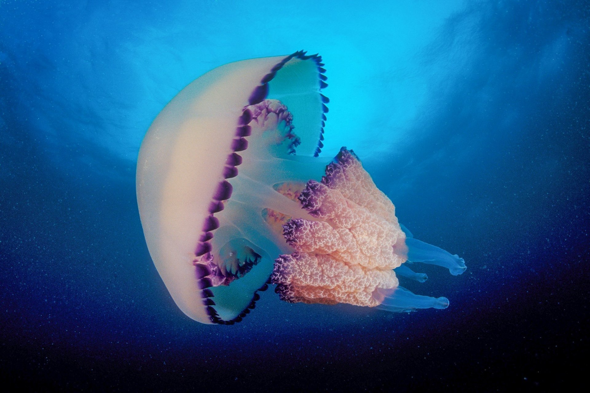 Морские обитатели медуза. Медуза Джеллифиш. Большой Барьерный риф медузы. Подводные обитатели океана.