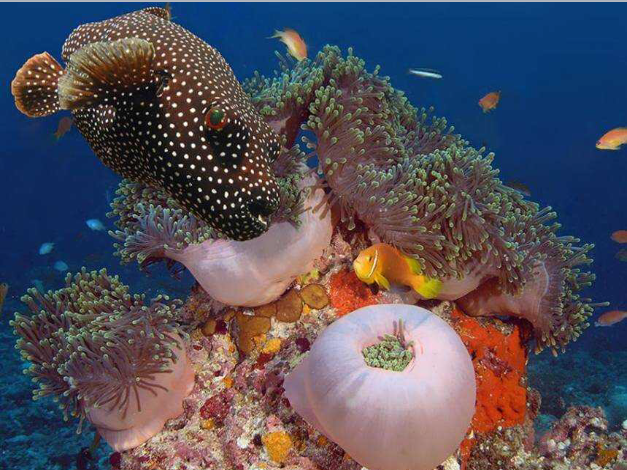 Пловуны. Морские обитатели. Подводные животные. Подводный мир красного моря. Водные обитатели.