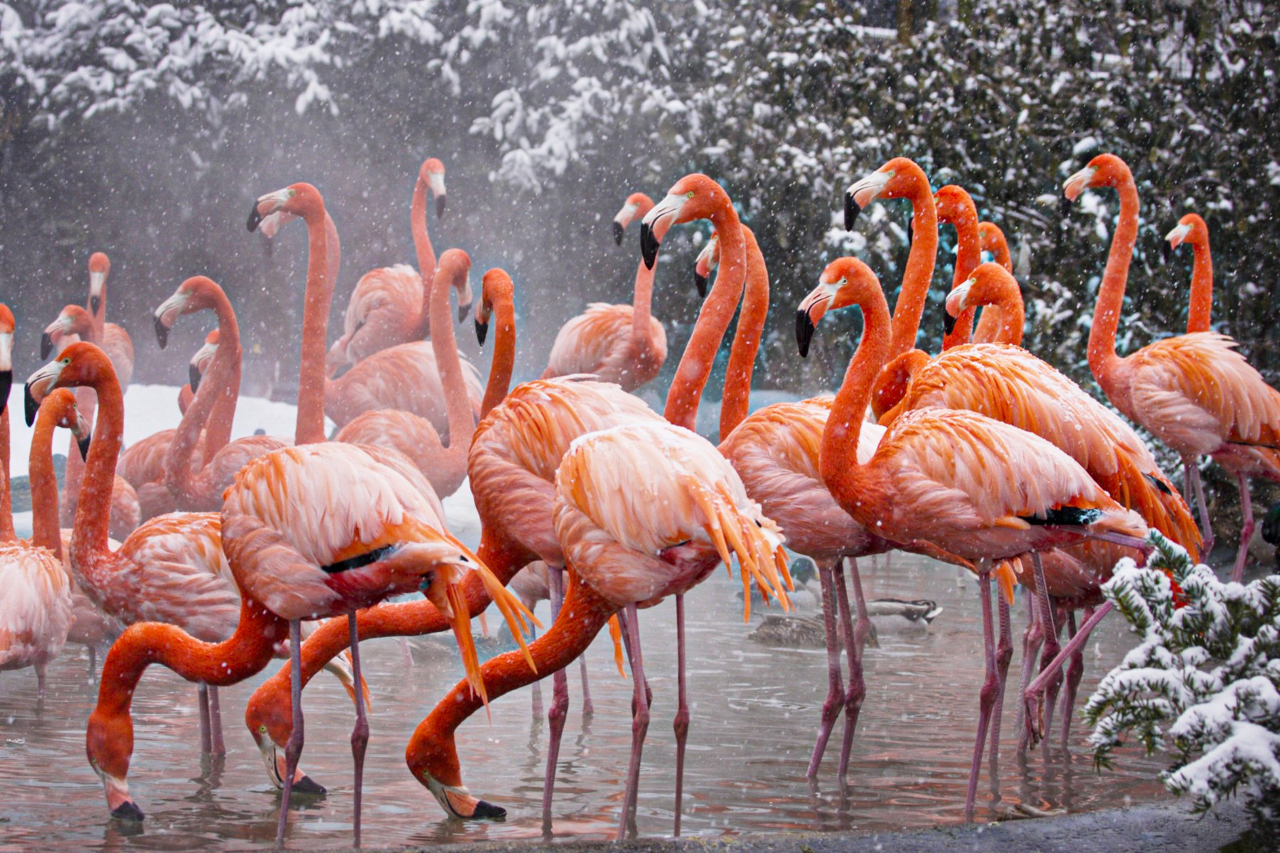 Фламинго интересная. Фламинго в Северной Америке. Фламинго в Африке. Розовый Фламинго. Розовый Фламинго фото птицы.