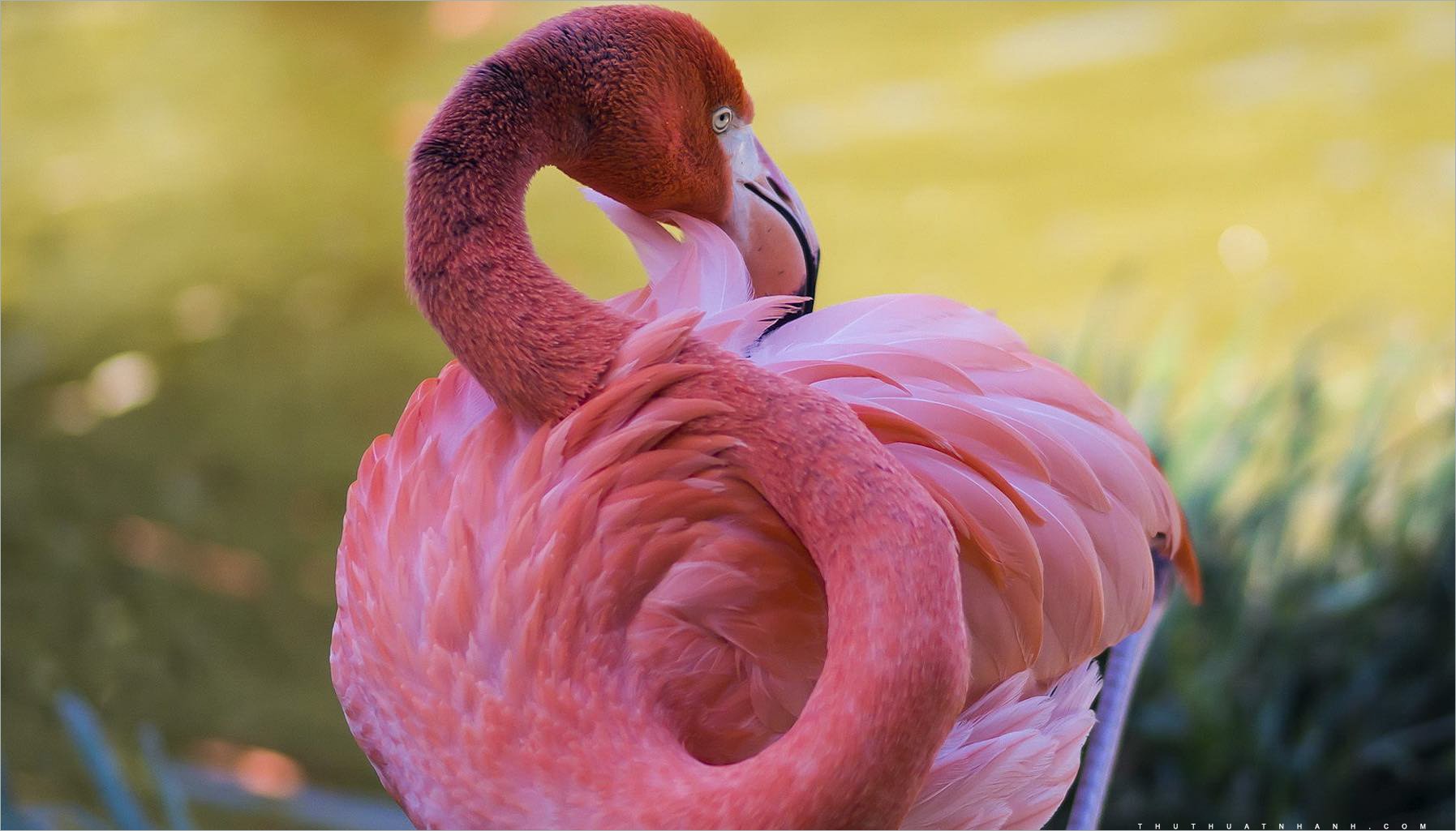 Розовый Фламинго птица. Обыкновенный Фламинго. Фламинго обыкновенный розовый. Розовый Фламинго 8к. Фломинго