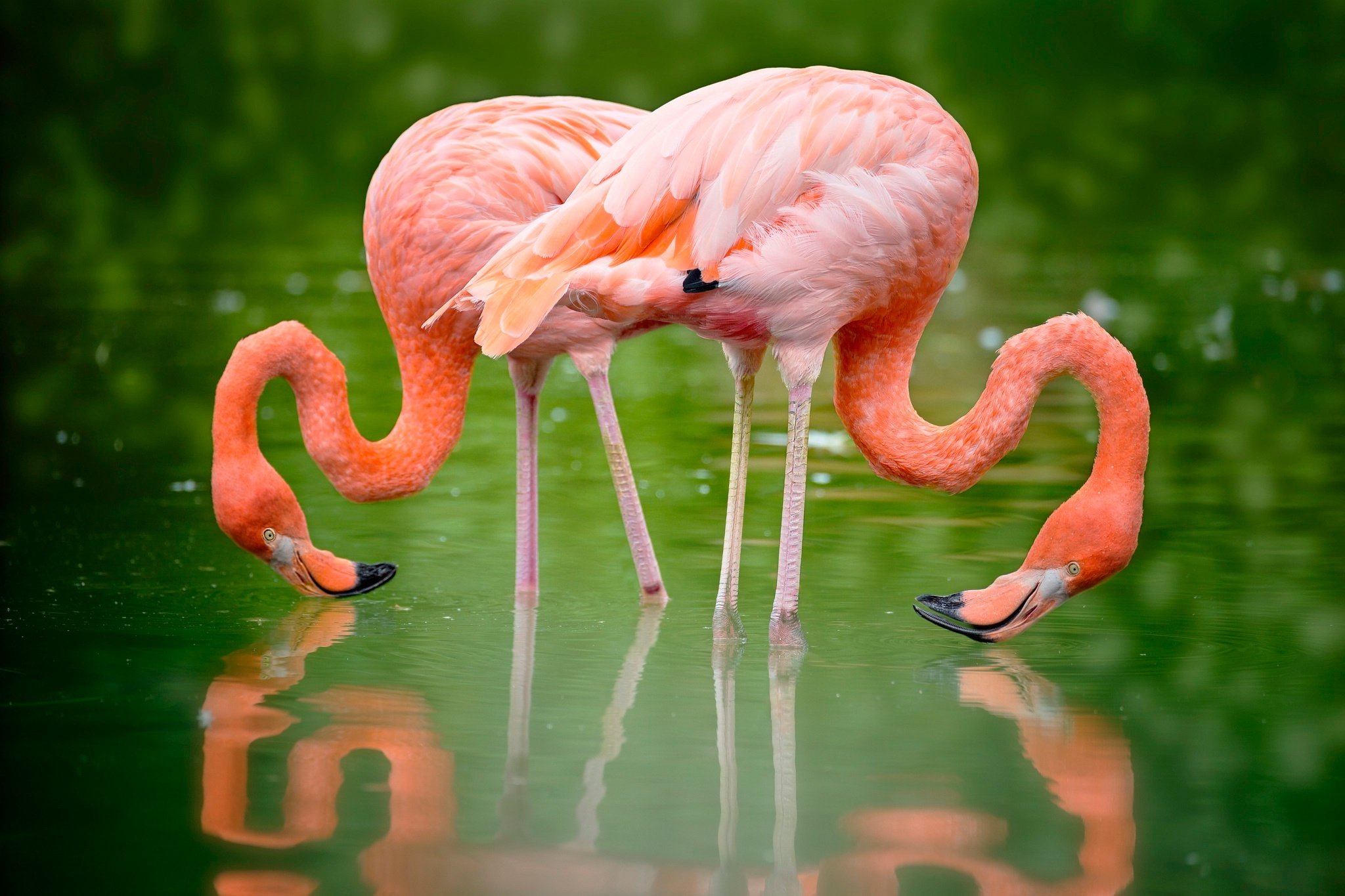 Фломинго. Фламинго обыкновенный розовый. Андийский Фламинго. Падальщик Фламинго. Карликовый Фламинго.