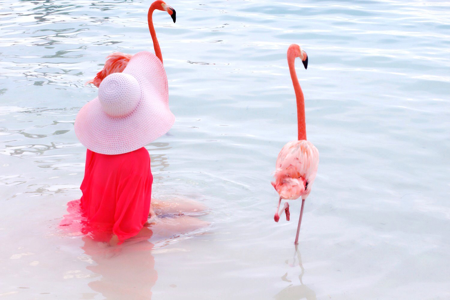 Розовый Фламинго. Доминикана Фламинго. Розовый Фламинго Блиновская. Розовый Фламинго Алена. Розовый фламинго новое