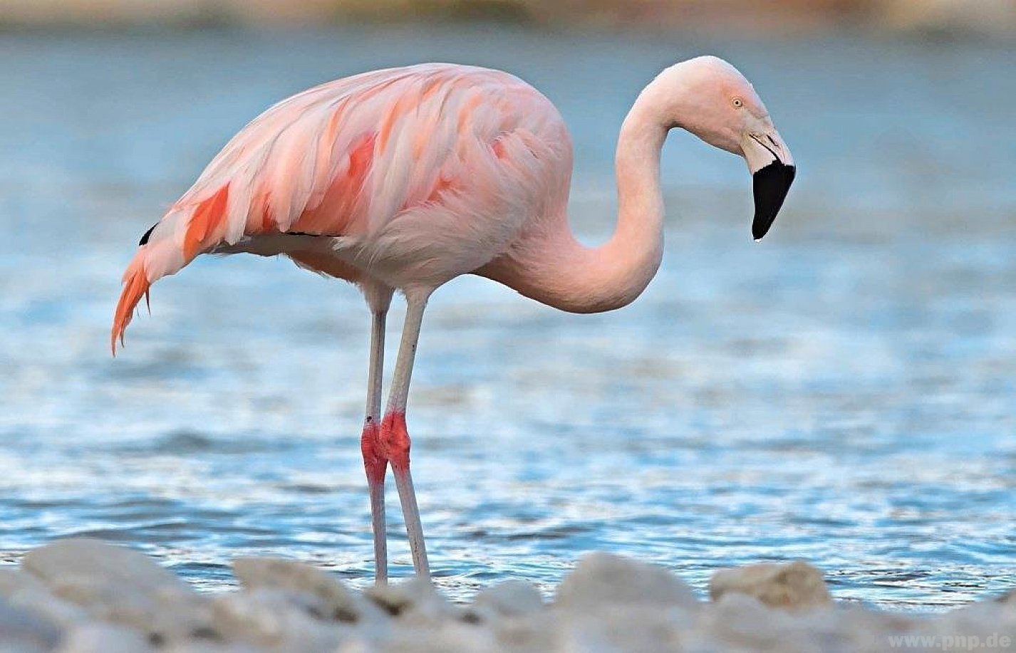 Фламинго обыкновенный розовый. Фламинго Аргентина. Птица Фламинго обыкновенный. Карликовый Фламинго. Розовый фламинго новое