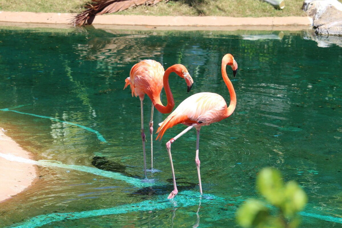 Фламинго интересная. Зоопарк Лимпопо Фламинго. Ижевск Фламинго зоопарк. Московский зоопарк Фламинго. Андский Фламинго.