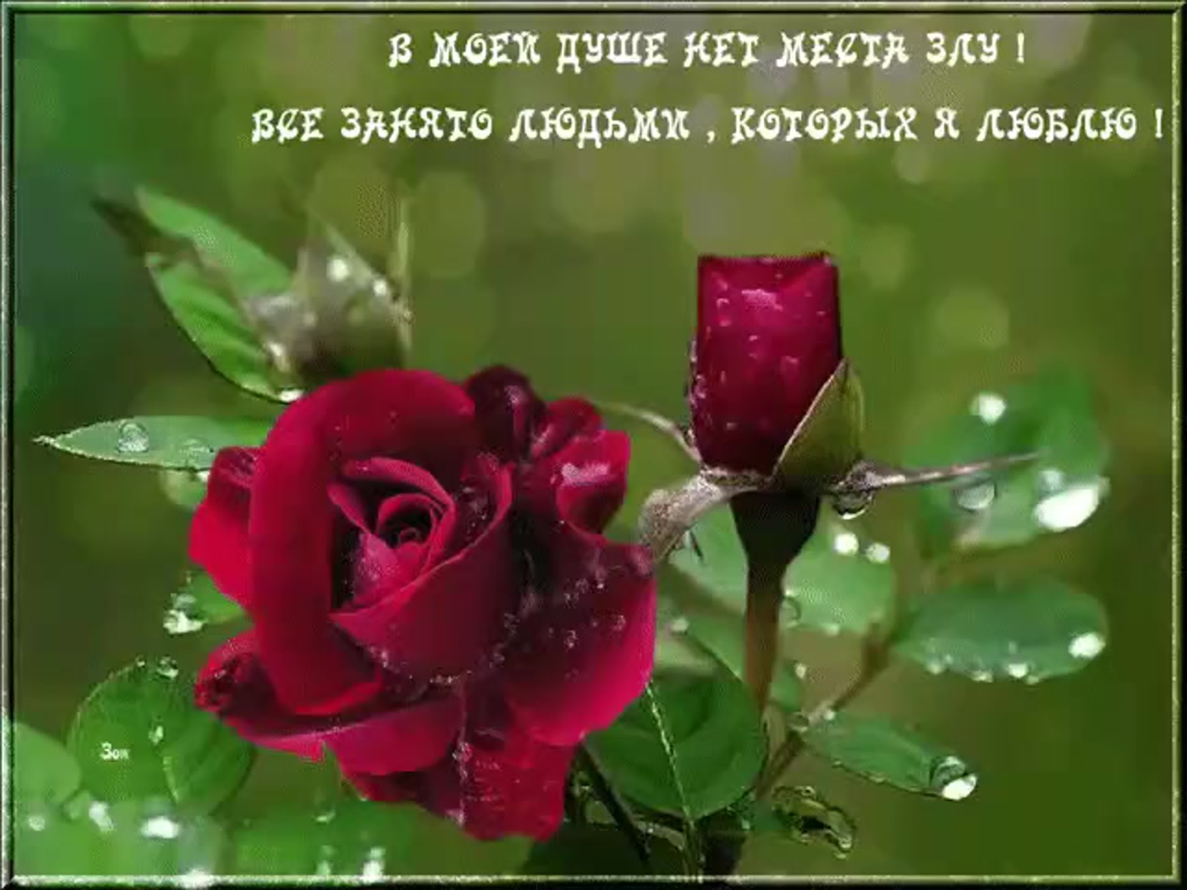 Не менее замечательная. Розы с пожеланиями. Хорошего дня розы. Цветы хорошему человеку. Цветы для дорогого человека.