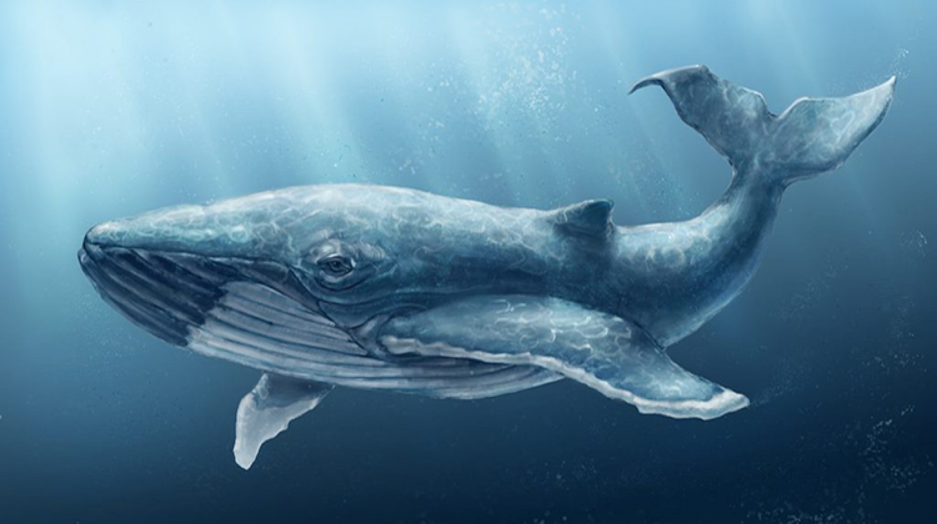 Почему кит зверь. День кита. Синий кит. Всемирный день защиты морских млекопитающих. Всемирный день китов 19 февраля.