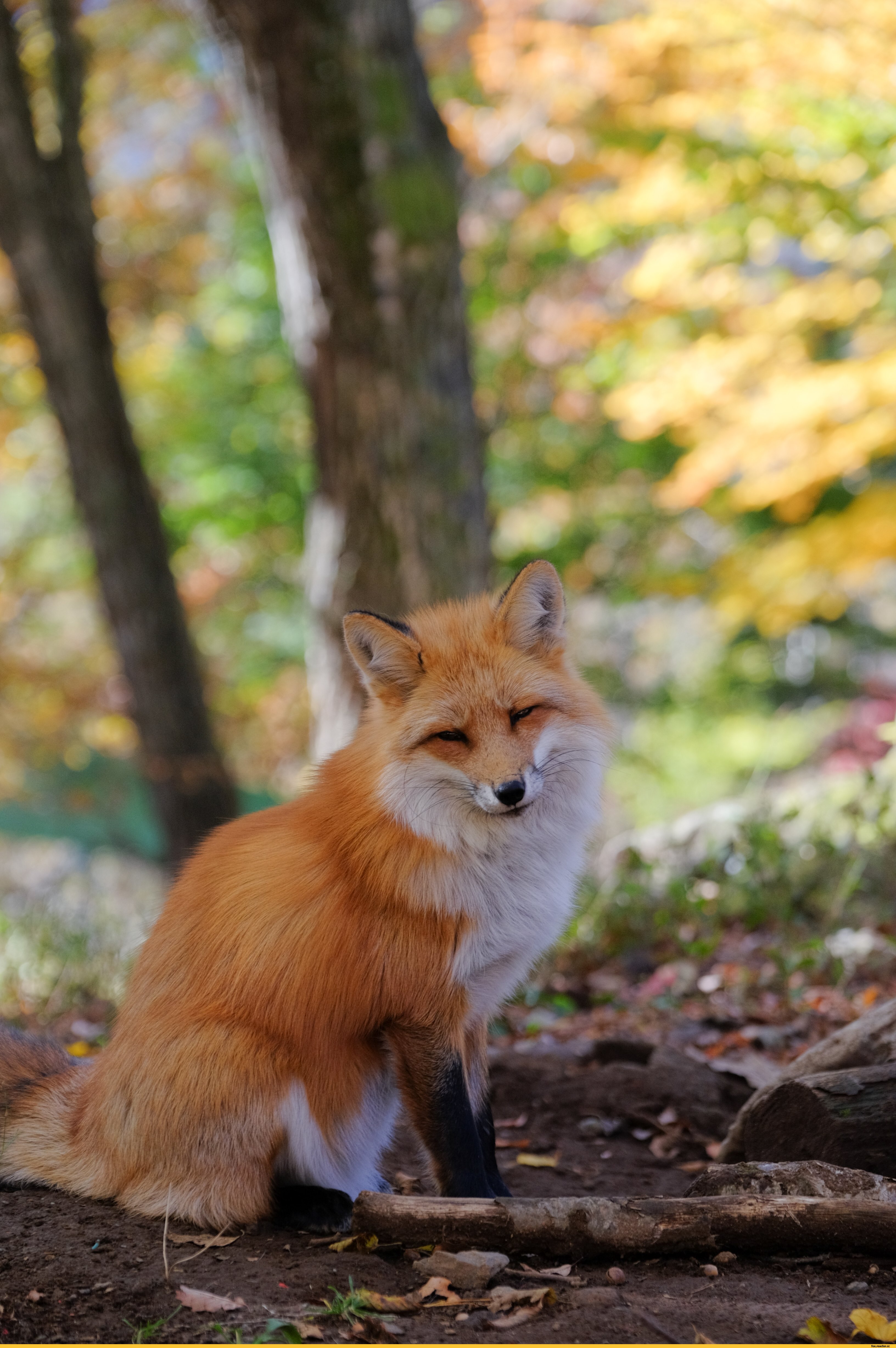 Покажи fox. Лисица обыкновенная Лисья рыжая. Канадская лиса. Уссурийская обыкновенная лисица. Сибирская лиса.