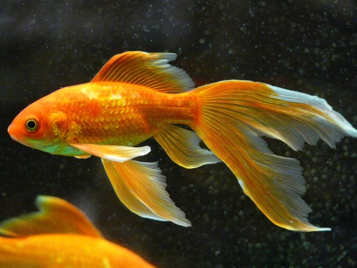 золотые рыбки аквариумные фото