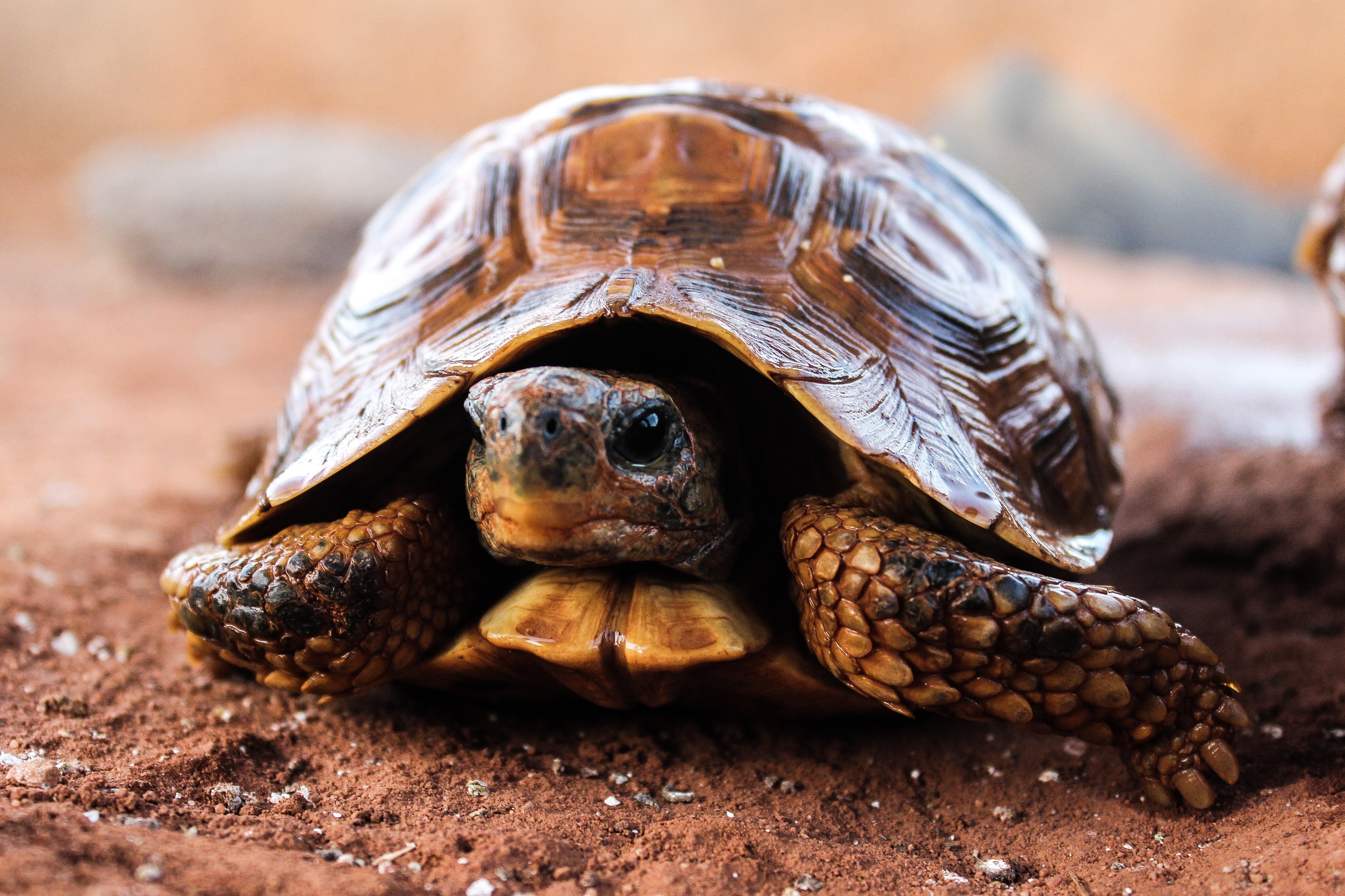 Красивая черепаха. Желтоголовая черепаха. Взрослая Среднеазиатская черепаха. Черепаха Фитцроя. Какуан черепаха.