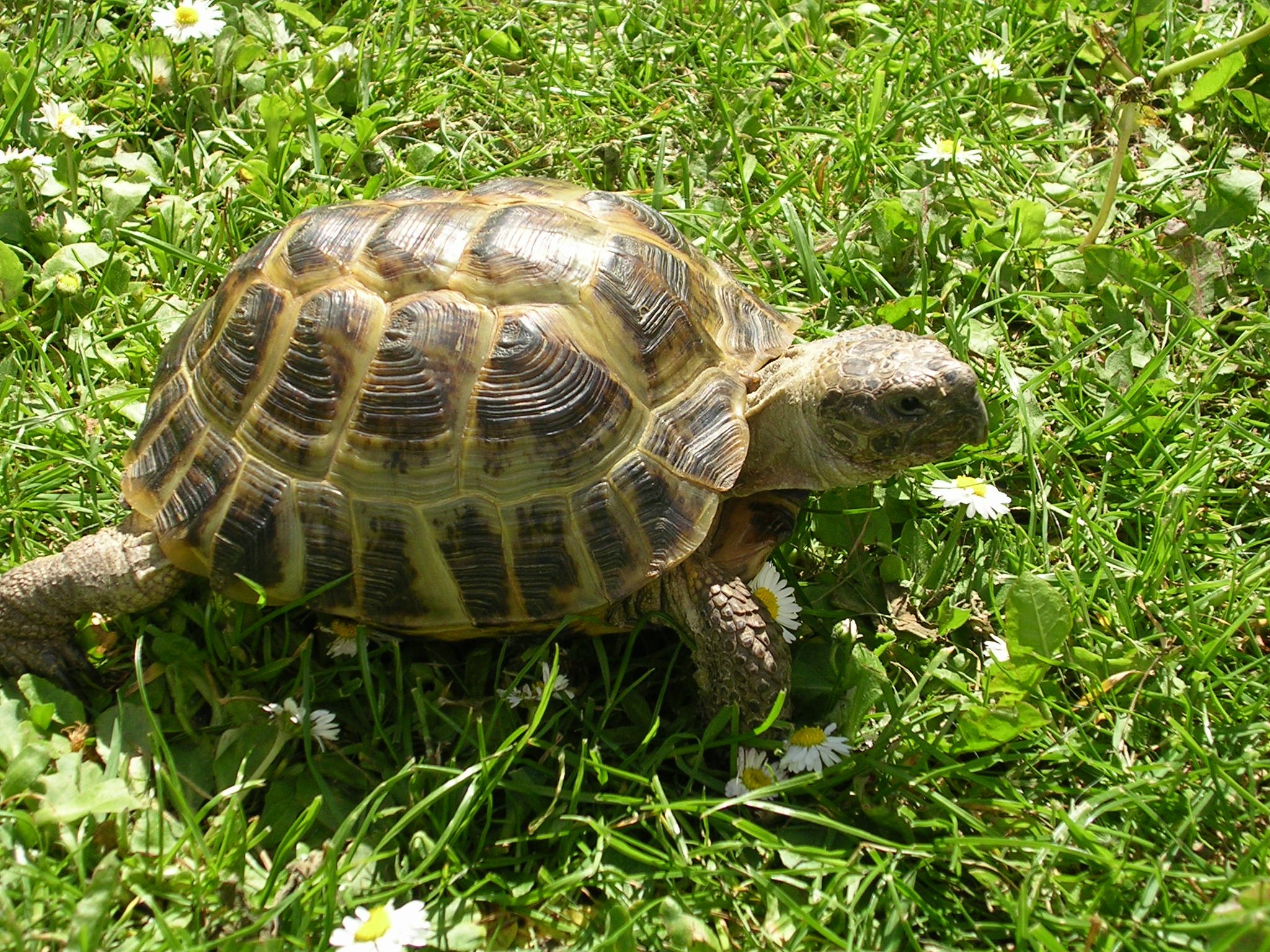 Черепаха домашнее фото. Среднеазиатская черепаха. Среднеазиатская сухопутная черепаха. Степная черепаха. Европейские Сухопутные черепахи.