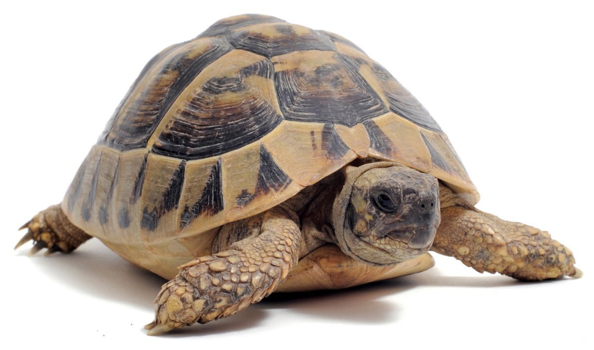 Среднеазиатская черепаха панцирь. Сухопутная сухопутная черепаха. Египетская черепаха. Среднеазиатская черепашенок. Питомцы черепахи
