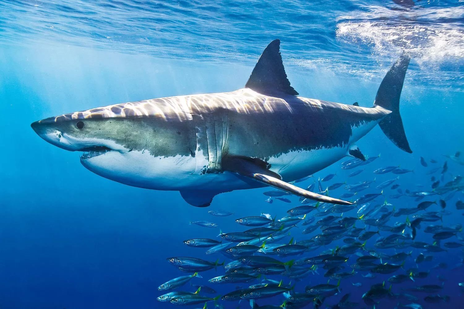 В каком океане акулы встречаются только летом. Carcharodon carcharias. Акула белая, акула-людоед, кархародон. Большая белая акула кархародон. Белая акула людоед кархародон.