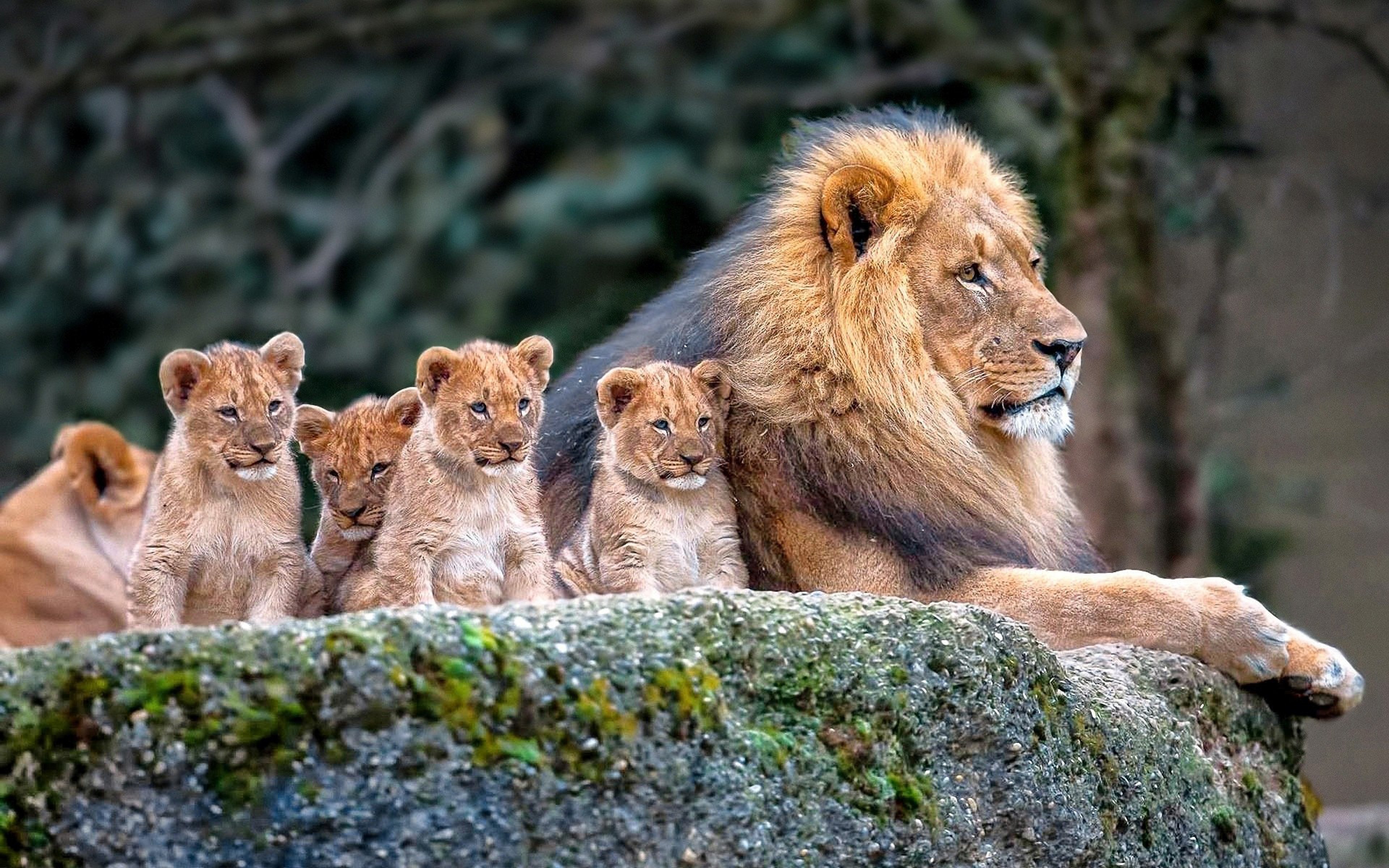 Многие звери хорошо. Прайд Львов. Семейство Львов Прайд. Лев львица и 4 львенка. Прайд Львов семья.