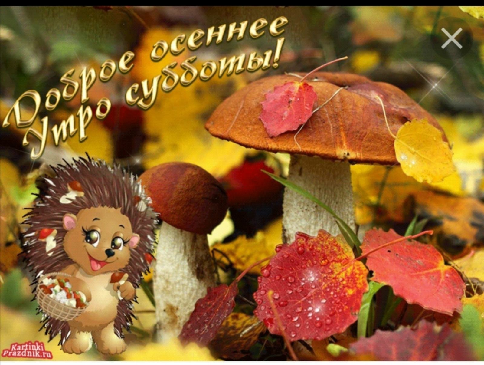 фото открытка доброе утро природа осень