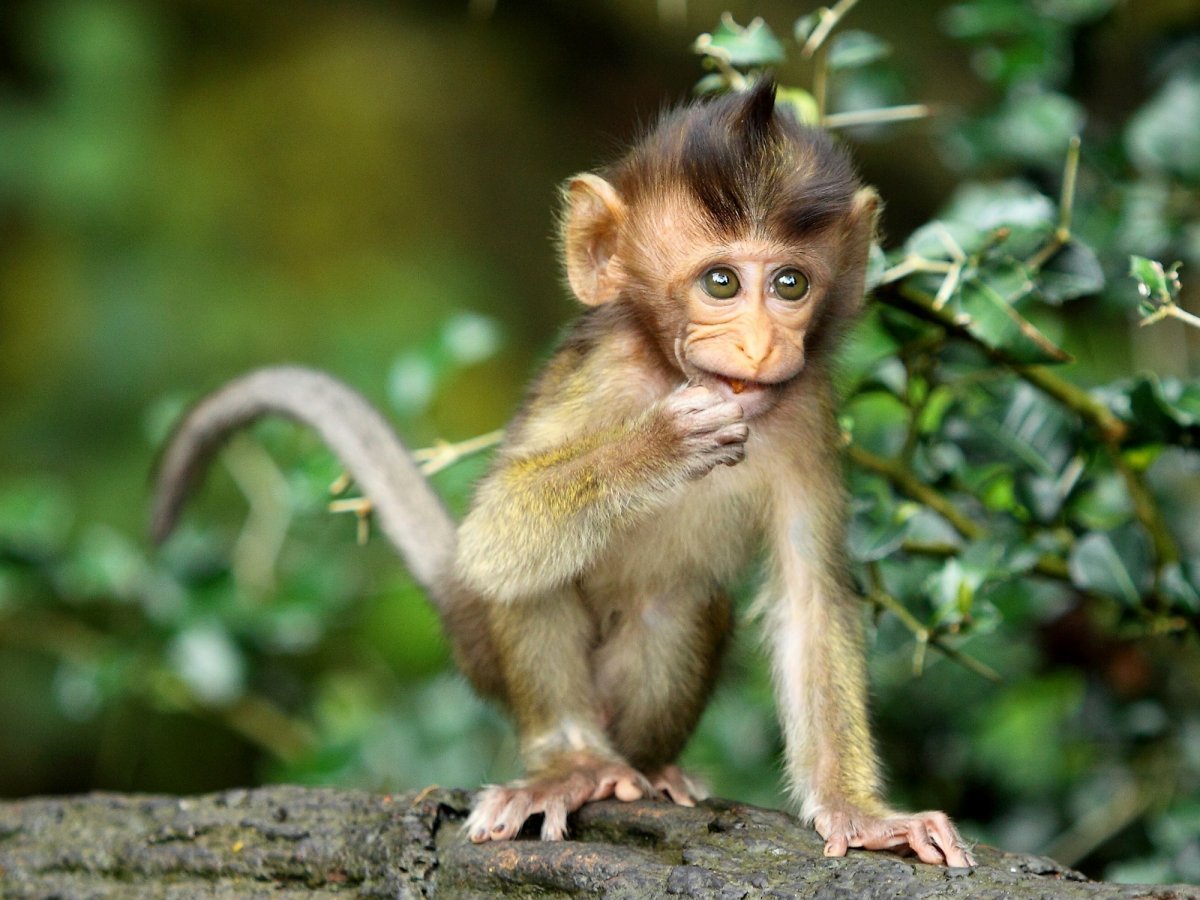 картинки маленьких обезьянок