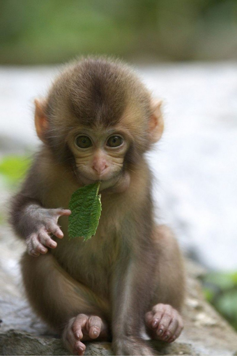картинки маленьких обезьянок