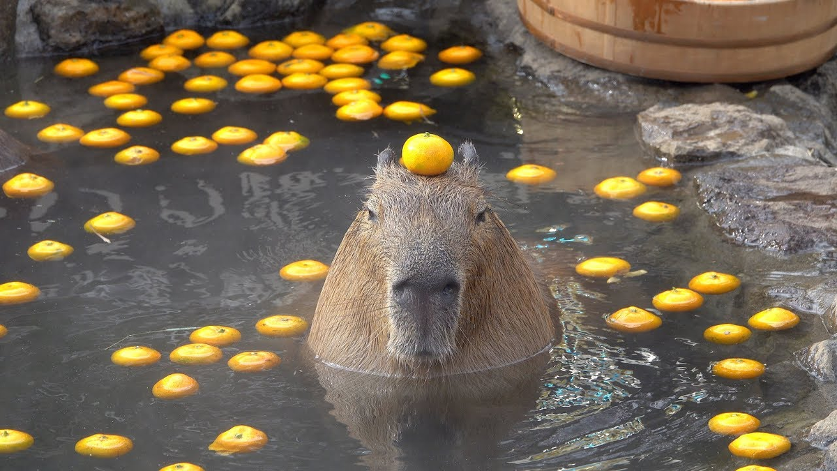 Кидали капибар на лед. Капибара в воде. Капибара с мандарином на голове. Капибара с апельсином на голове. Капибара в воде с апельсином.