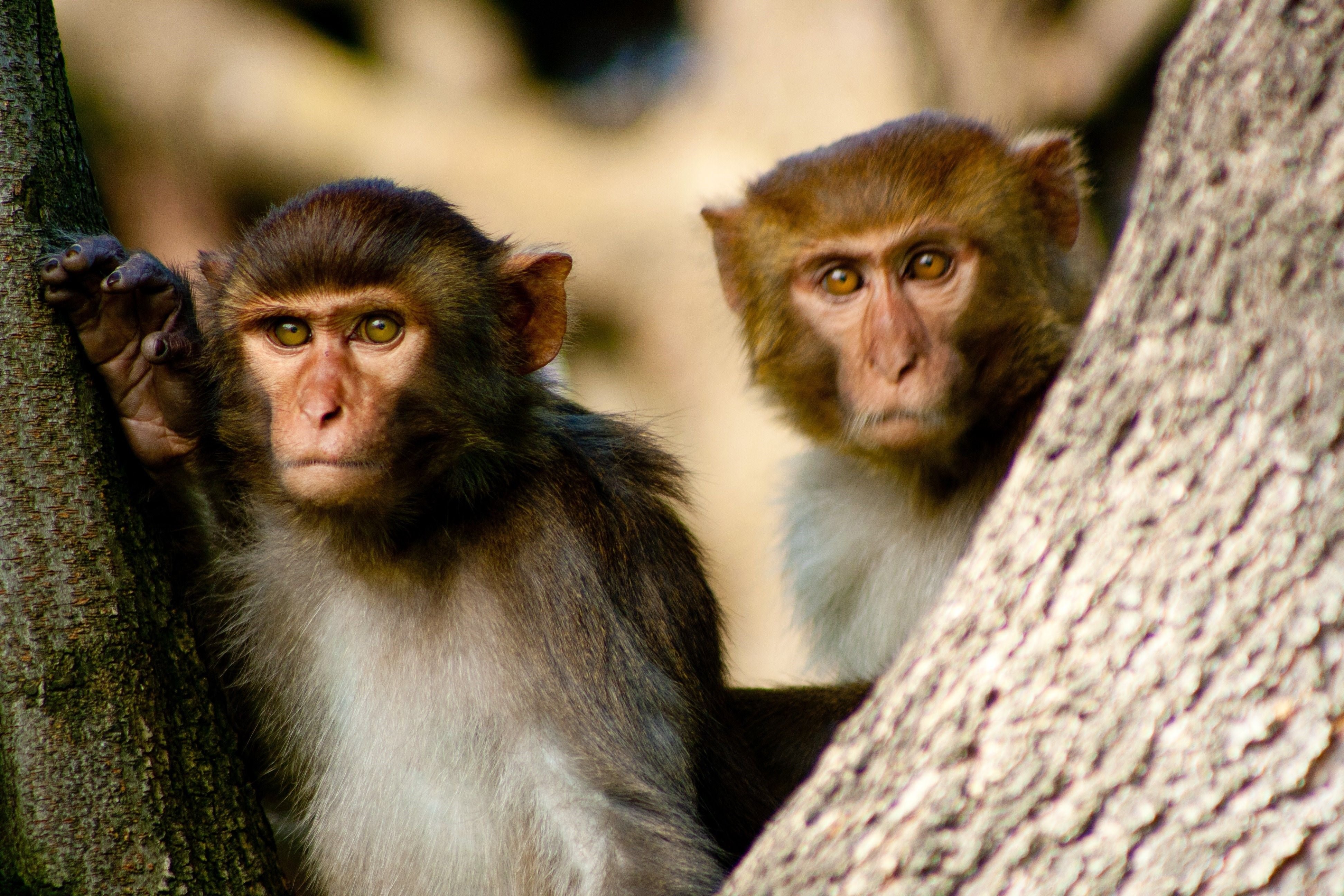 Приматы шимпанзе. Мартышковые приматы. Маймун макаки. Узконосые обезьяны. Абезянва.